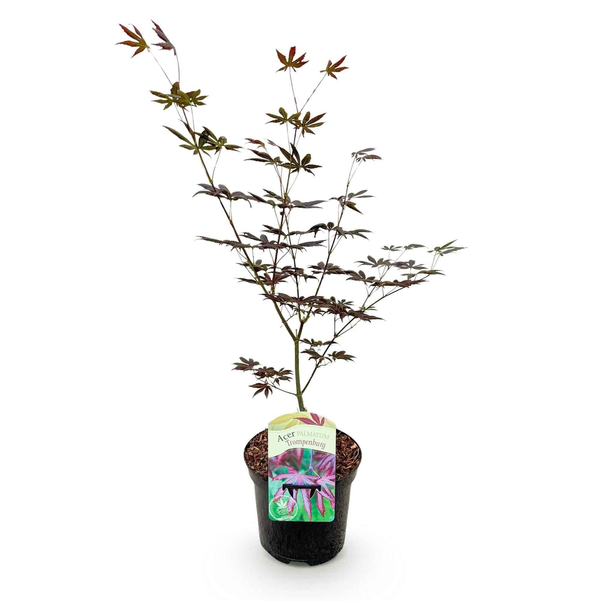Image of Japanischer Ahorn Acer palmatum 'Trompenburg' – Dunkel Lila – Balkon – & Gartenpflanze – Ø19cm – Ca. 70cm hoch-3