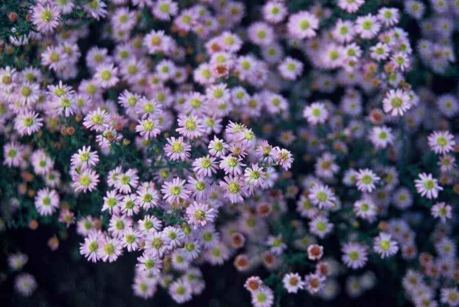 Image of Wild – Aster ageratoides 'Stardust' – ↕10-25cm – Ø9cm – Weißer Herbstblüher – Bienenfreundlich – Pflegeleicht-1