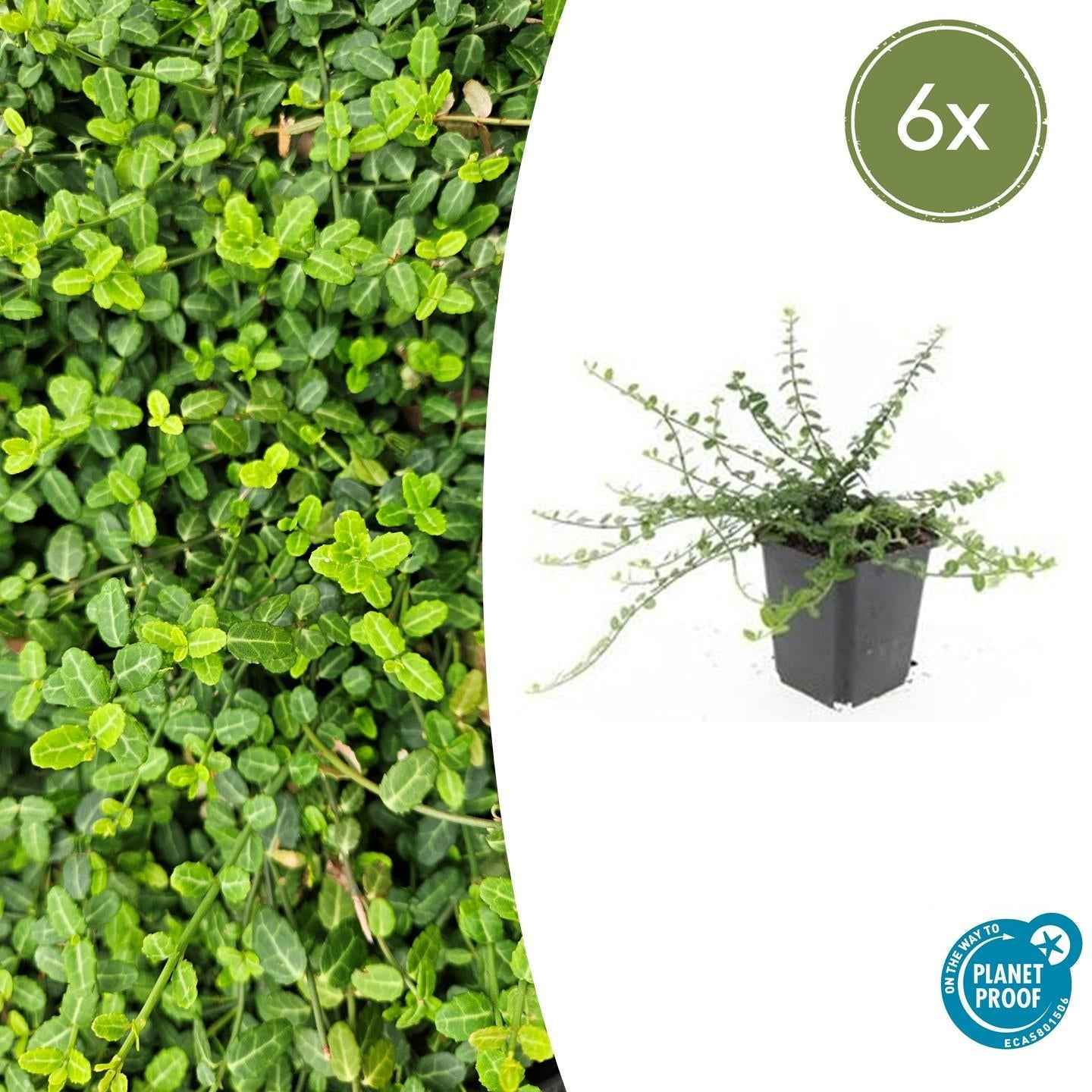 Image of Kleinblättrige Teppichspindel – Euonymus fortunei 'Minimus' – ↕10-25cm – Ø9cm – Winterhart & Pflegeleicht – Herbstfärbung