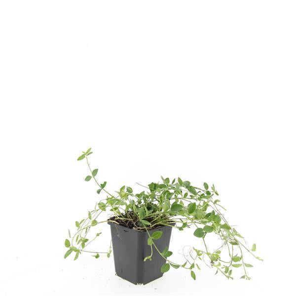 Image of Kleines Immergrün Vinca minor 'Gertrude Jekyll' – ↕10-25cm – Ø9cm-7