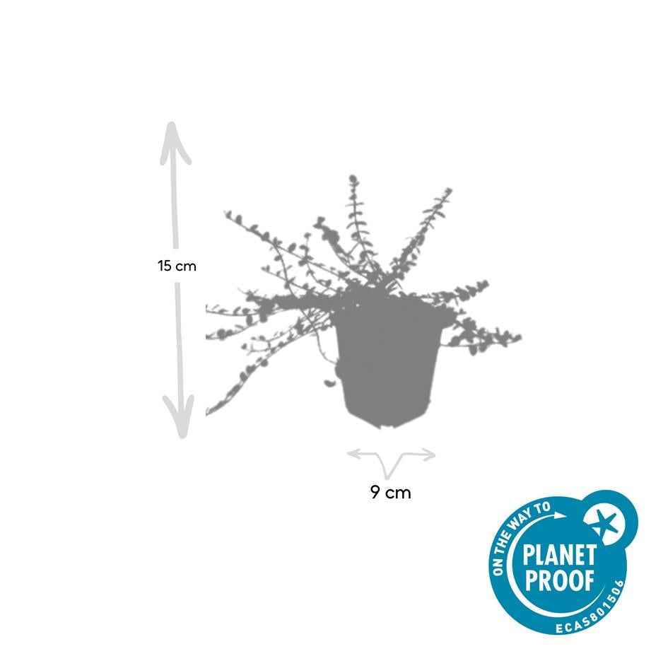 Image of Kleinblättrige Teppichspindel – Euonymus fortunei 'Minimus' – ↕10-25cm – Ø9cm – Winterhart & Pflegeleicht – Herbstfärbung