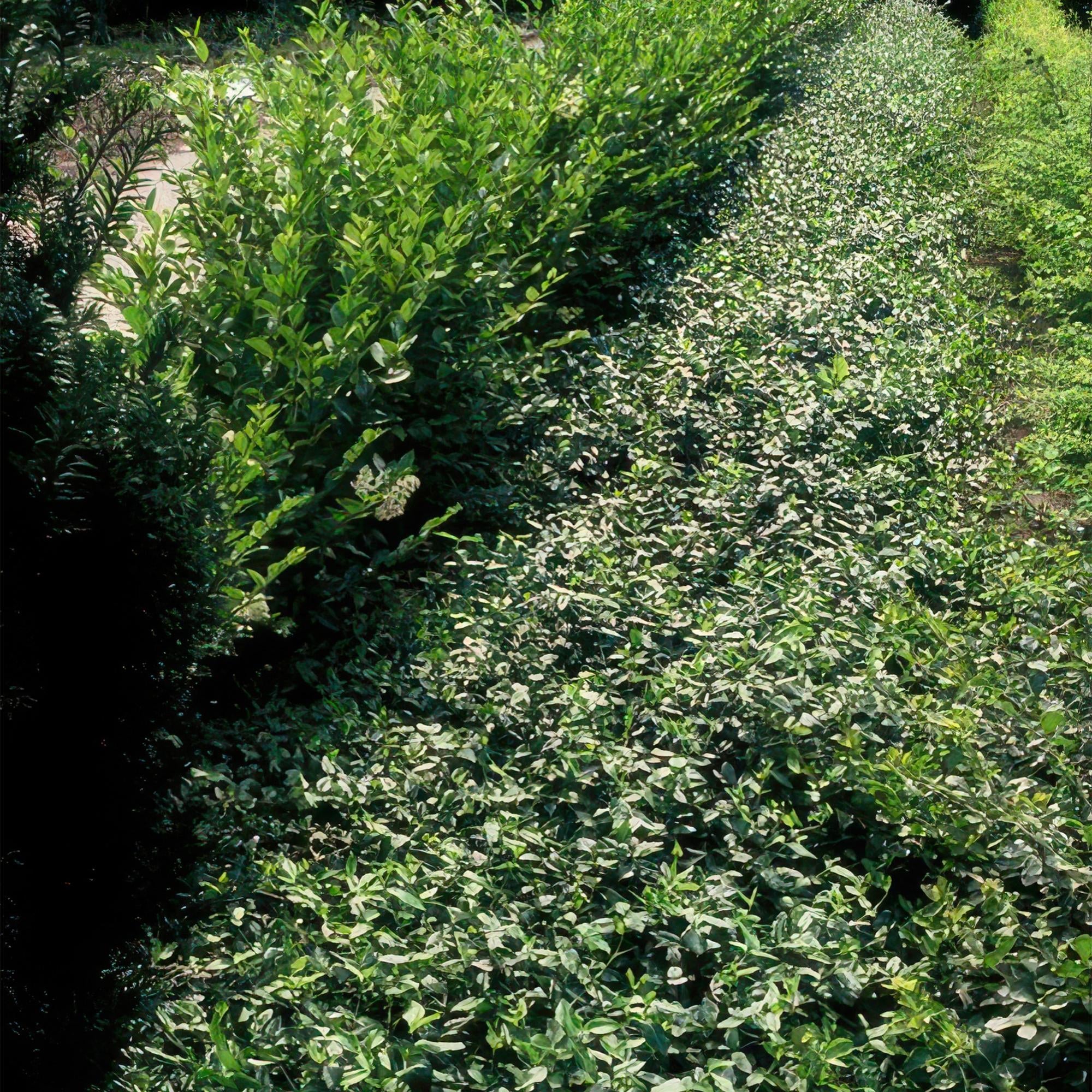 Image of Immergrüne Kriechspindel – Euonymus fortunei radicans – ↕10-25cm – Ø9cm – Pflegeleicht & Winterhart – Garten, Beete & Zäune-5