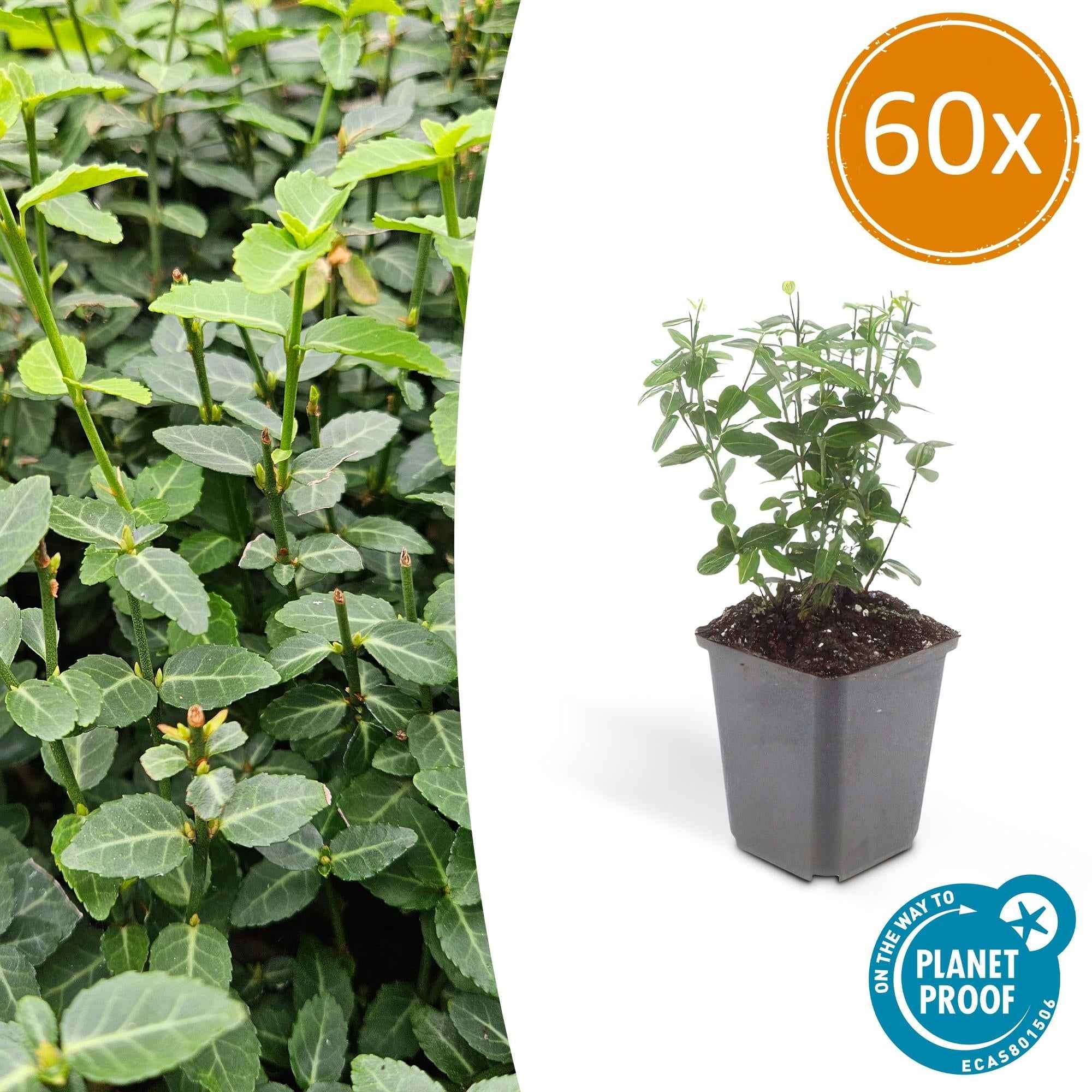Image of Immergrüne Kriechspindel – Euonymus fortunei radicans – ↕10-25cm – Ø9cm – Pflegeleicht & Winterhart – Garten, Beete & Zäune-0
