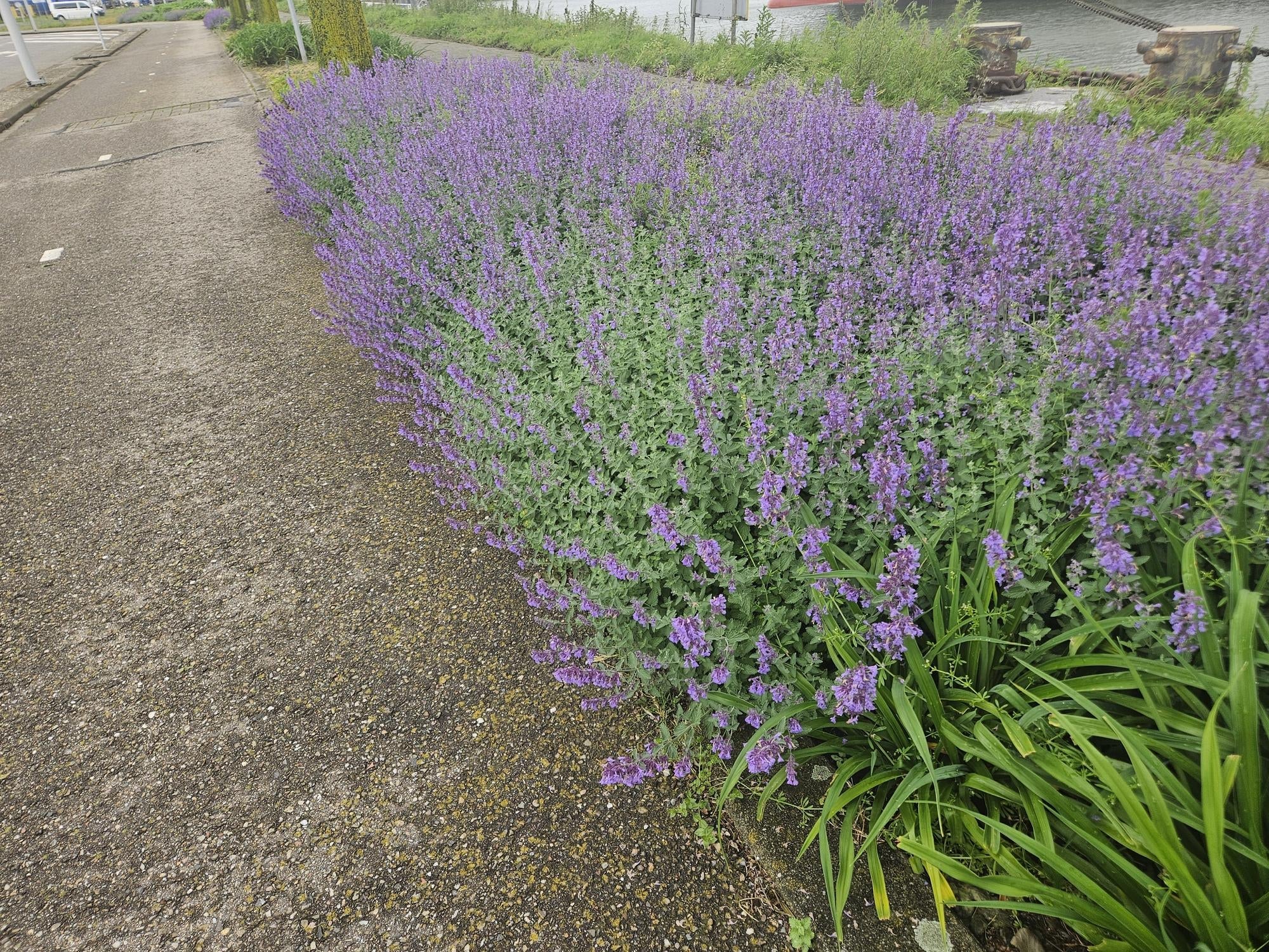 Image of Nepeta 'Walker's Low' – ↕10-25cm – Ø9cm – Lavendelblaues Duftgras – Bienenfreundlich & Pflegeleicht-5