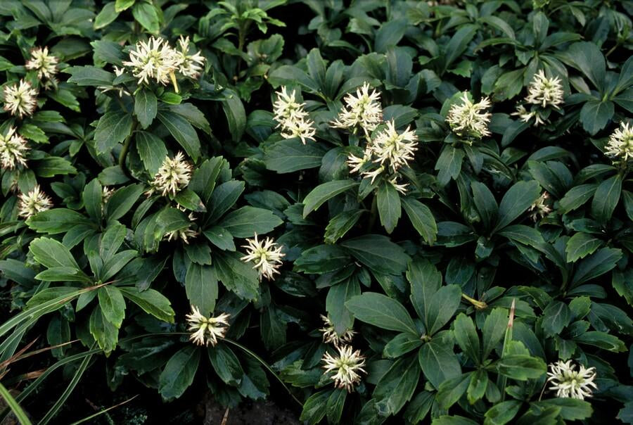 Image of Schattengrün Pachysandra terminalis 'Green Sheen' – ↕10-25cm – Ø9cm – Pflegeleicht & Winterhart-5