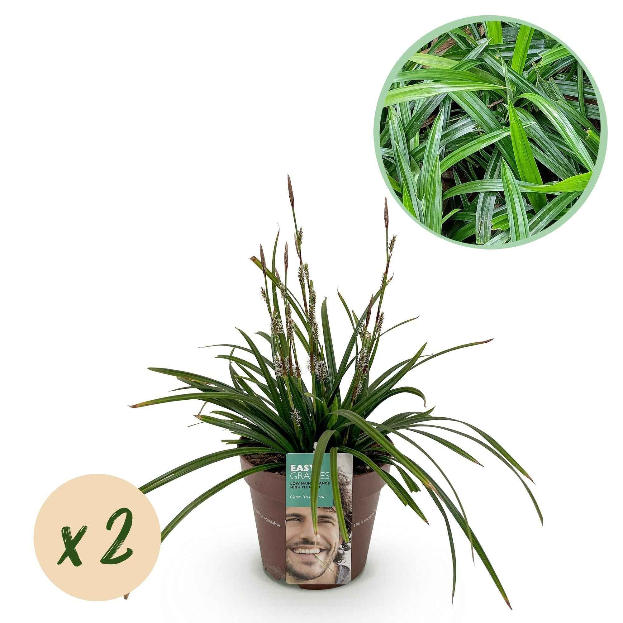 Image of Carex morrowii Irish Green – 17cm – ca. 50cm hoch – Immergrüne Grünblättrige Segge – Pflegeleichtes Ziergras für Garten, Terrasse & Balkon-2