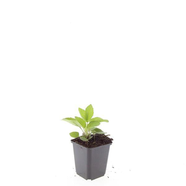 Image of Leuchtender Sonnenhut Rudbeckia fulgida 'Goldsturm' – ↕10-25cm – Ø9cm – Gelbe Blüten – Bienenfreundlich – Pflegeleichte Staude-7