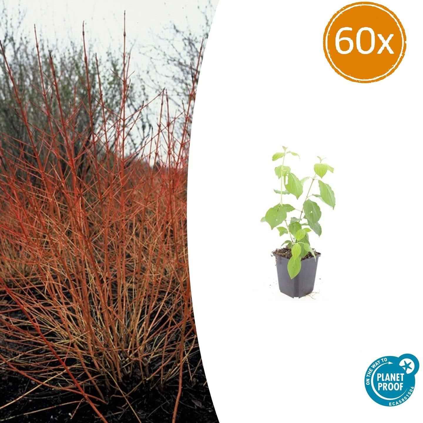 Image of Roter Hartriegel – Cornus sanguinea 'Midwinter Fire' – ↑10-25cm – Ø9cm – Winterharter Zierstrauch, Leuchtende Zweige, Pflegeleicht-0