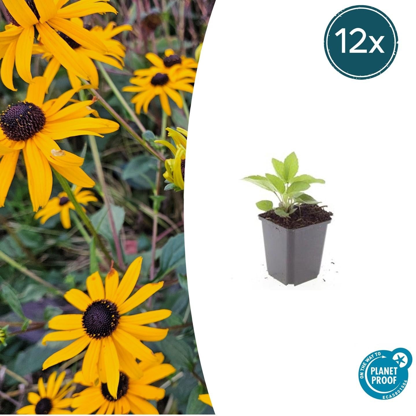 Image of Leuchtender Sonnenhut Rudbeckia fulgida 'Goldsturm' – ↕10-25cm – Ø9cm – Gelbe Blüten – Bienenfreundlich – Pflegeleichte Staude-6
