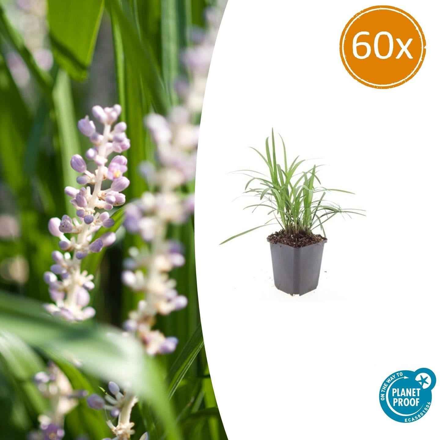 Image of Glöckchentraube Liriope muscari 'Monroe White' – ↕10-25cm – Ø9cm – Immergrün & winterhart – Bodendecker & Beetpflanze-0