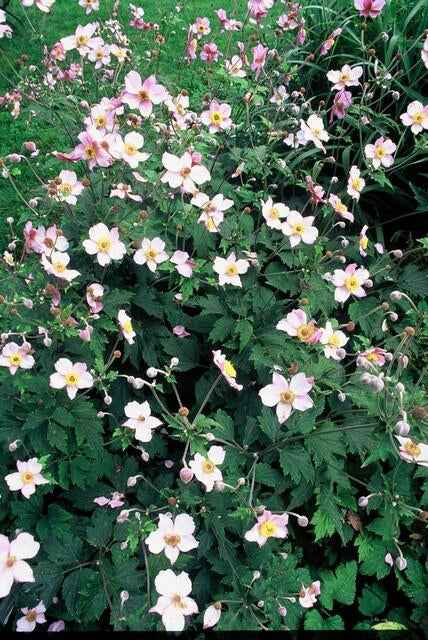 Image of Filzige Herbst – Anemone – Anemone tom. 'Robustissima' – ↕10-25cm – Ø9cm – Bienenfreundliche, purpurblaue Staude für Beete & Rabatten-1