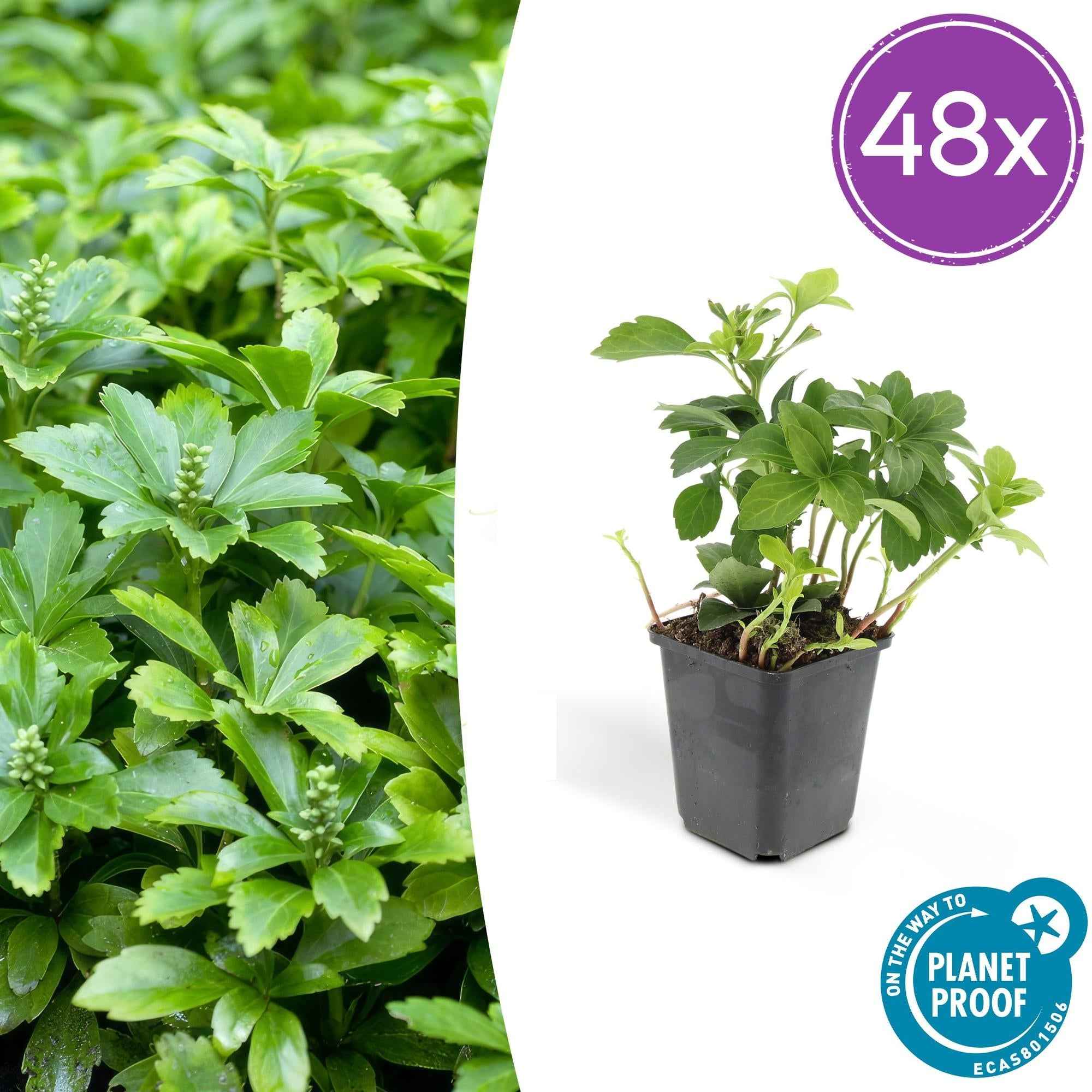 Image of Pachysandra terminalis 'Green Carpet' – schattenverträglich – pflegeleicht – Ø9cm – ↕10-25cm-0