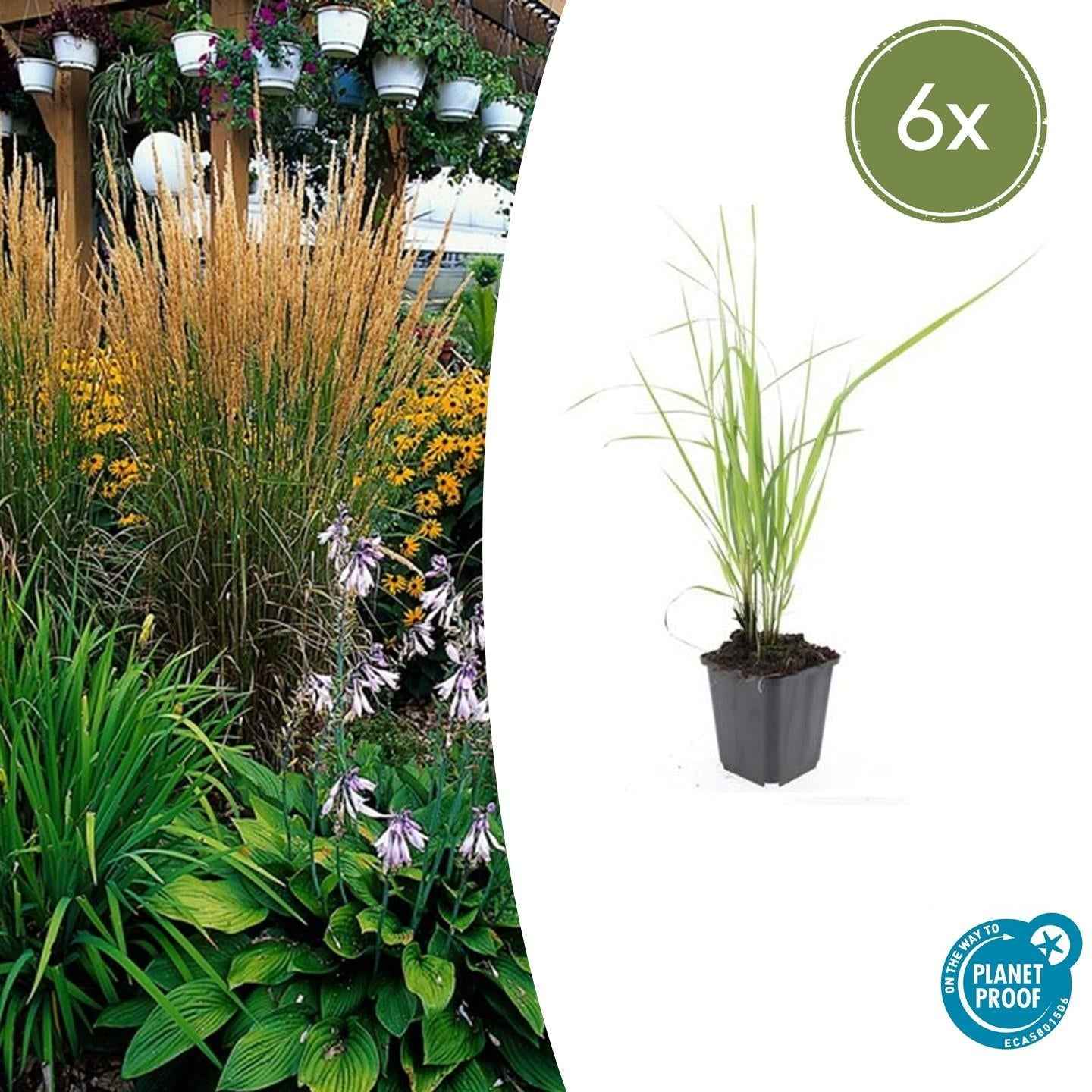 Image of Sandrohr – Calamagrostis acutiflora 'Karl Foerster' – ↕10-25cm – Ø9cm – winterhartes Ziergras, aufrecht wachsend-2