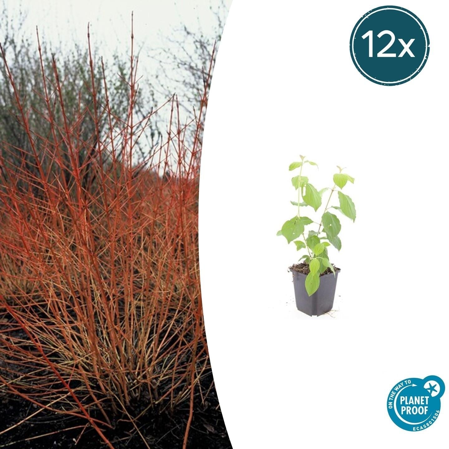 Image of Roter Hartriegel – Cornus sanguinea 'Midwinter Fire' – ↑10-25cm – Ø9cm – Winterharter Zierstrauch, Leuchtende Zweige, Pflegeleicht-6