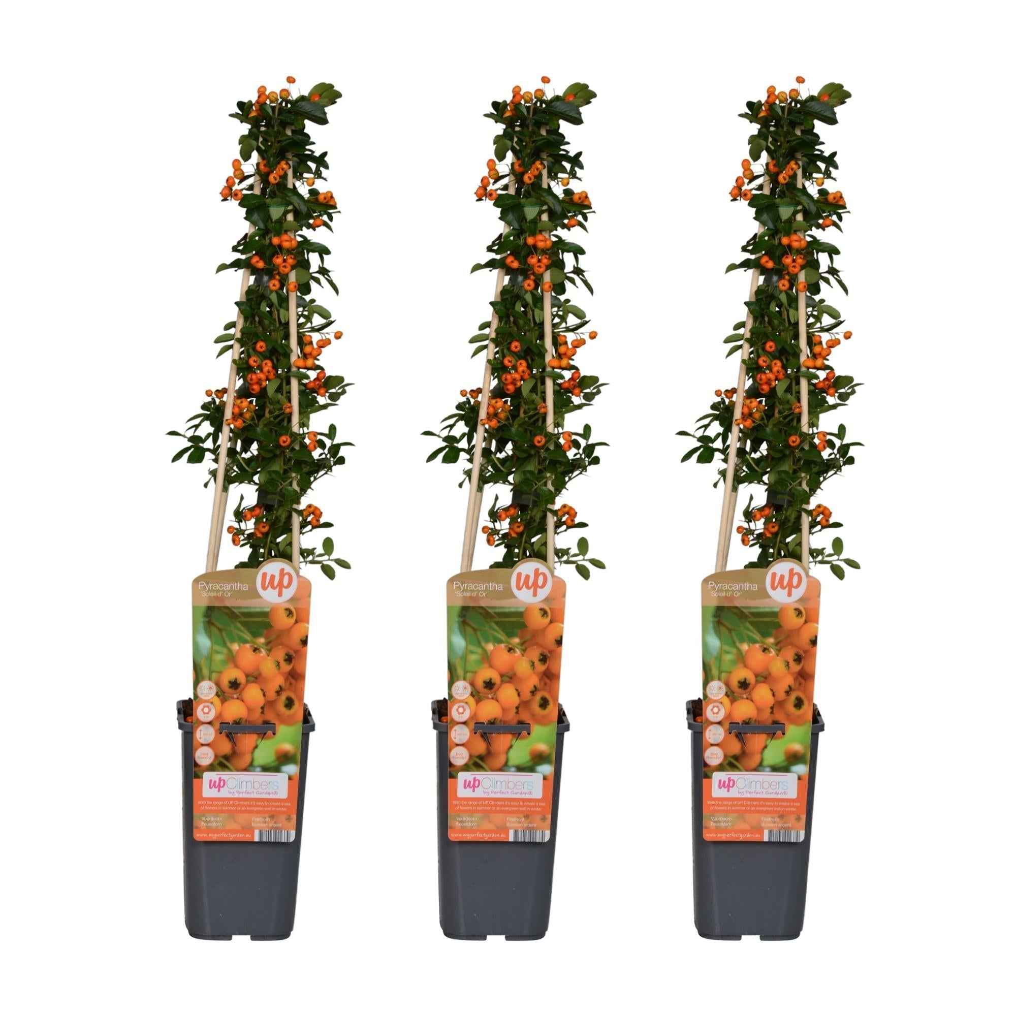 Image of Feuerdorn Pyracantha 'Soleil d'Or' – Ø15cm – 65cm Höhe – Immergrüner, stacheliger Strauch – Vogelparadies und Sichtschutz