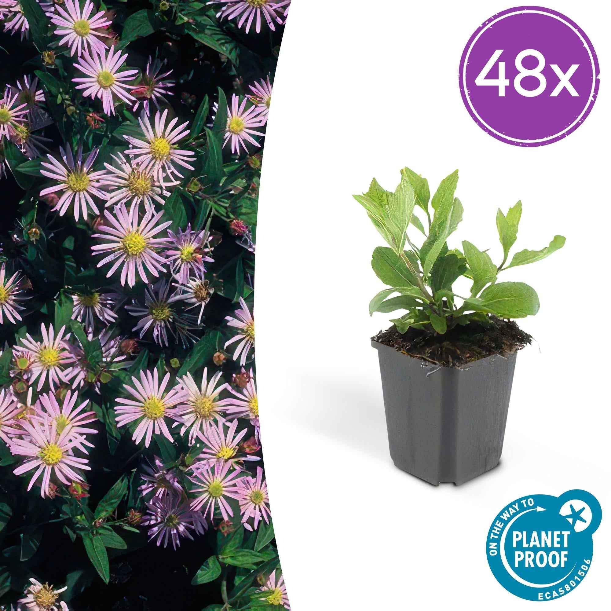 Image of Aster ageratoides 'Asran' – Herbstblüher Staude – ↕10-25cm – Ø9cm – Hellblaue Blüten – Sonne-0