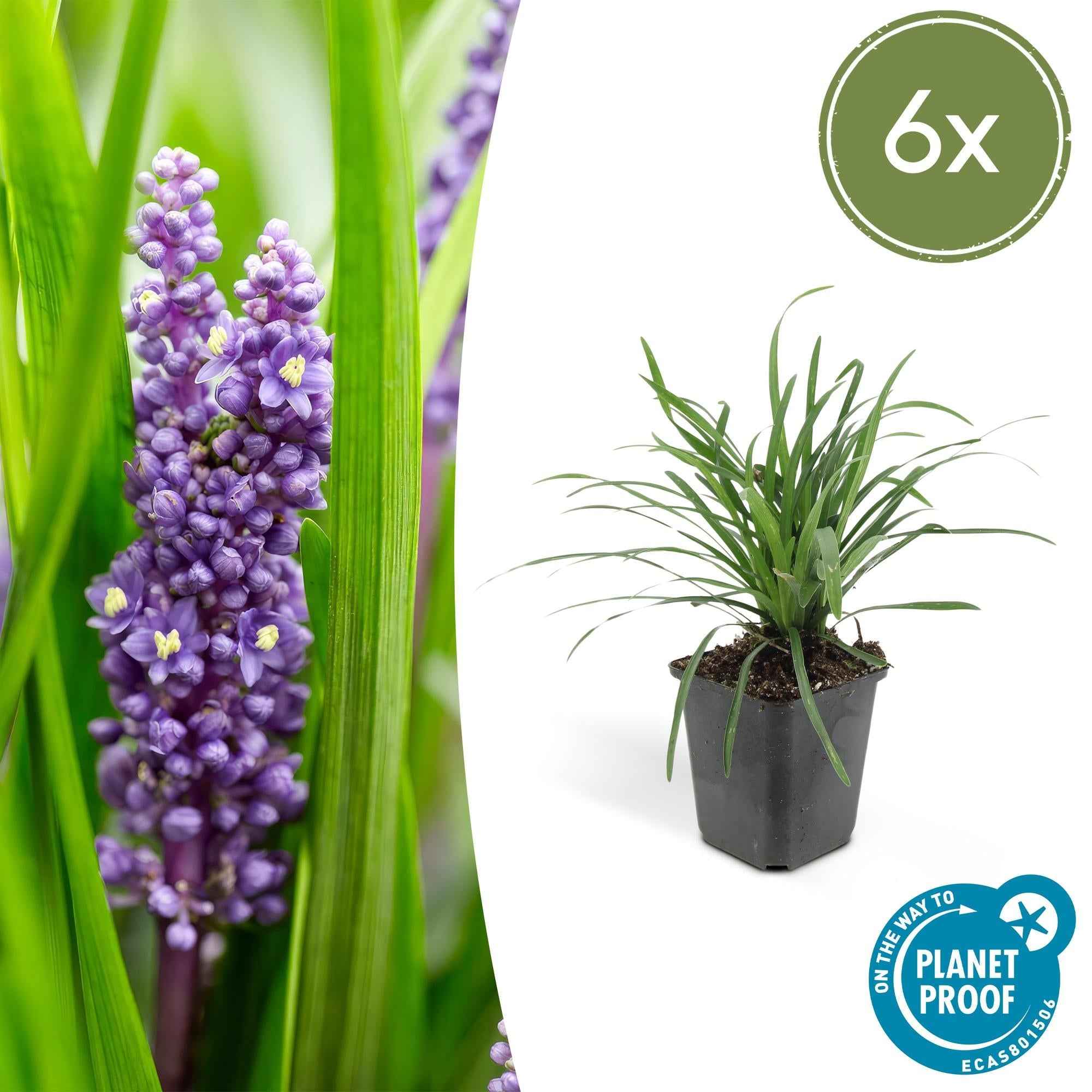 Image of Lilientraube Liriope muscari 'Big Blue' – ↕10-25cm – Ø9cm –, Pflegeleicht, Halbschatten-2