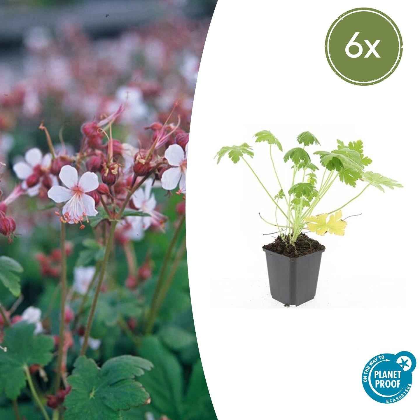 Image of Felsen – Storchschnabel Geranium macrorrhizum 'Spessart' – Winterharter Bodendecker – Ø9cm Töpfe – Höhe 10-25cm-2