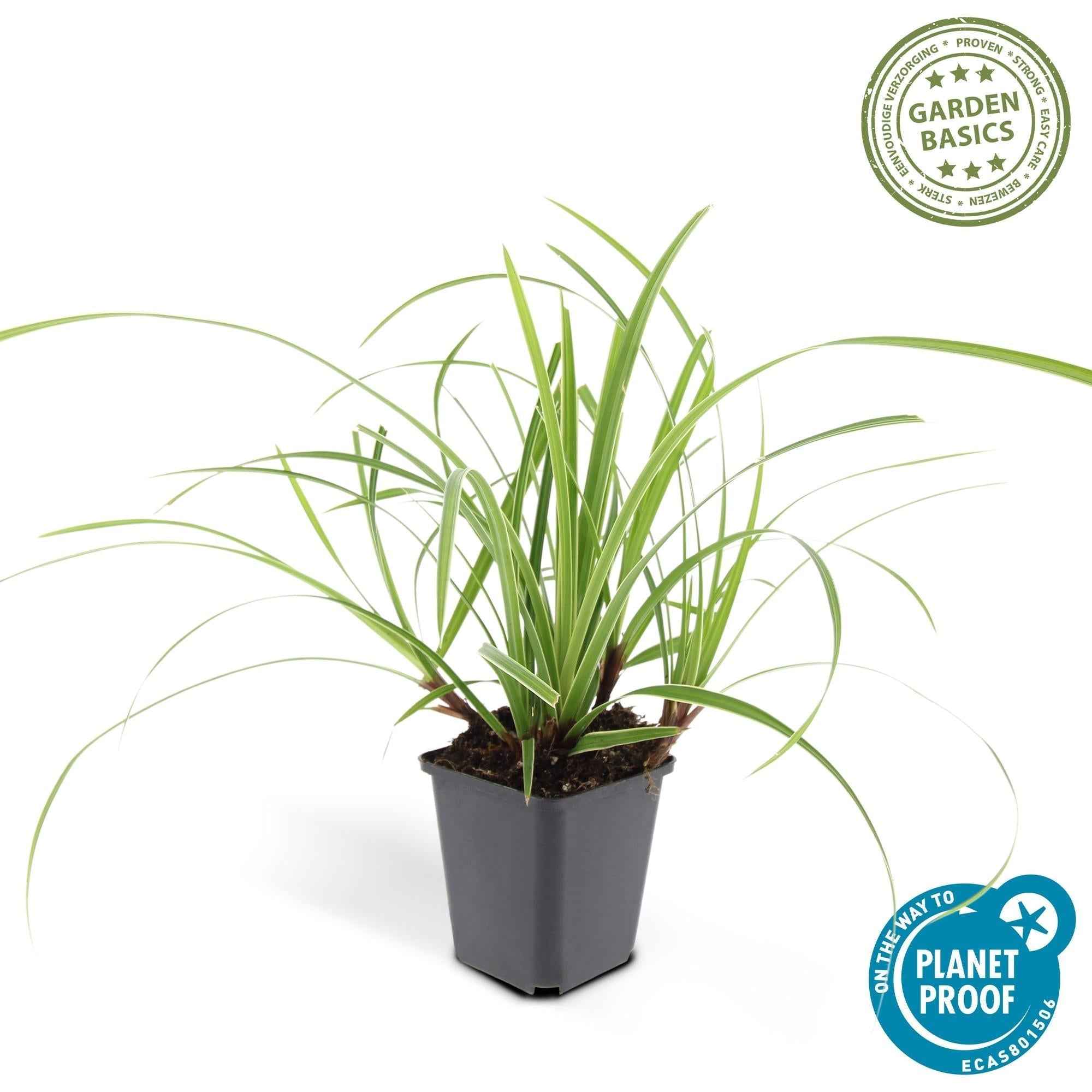 Image of Weißrandige Segge Carex morrowii 'Ice Dance' – ↕10-25cm – Ø9cm – für Sonne & Schatten – Pflegeleicht