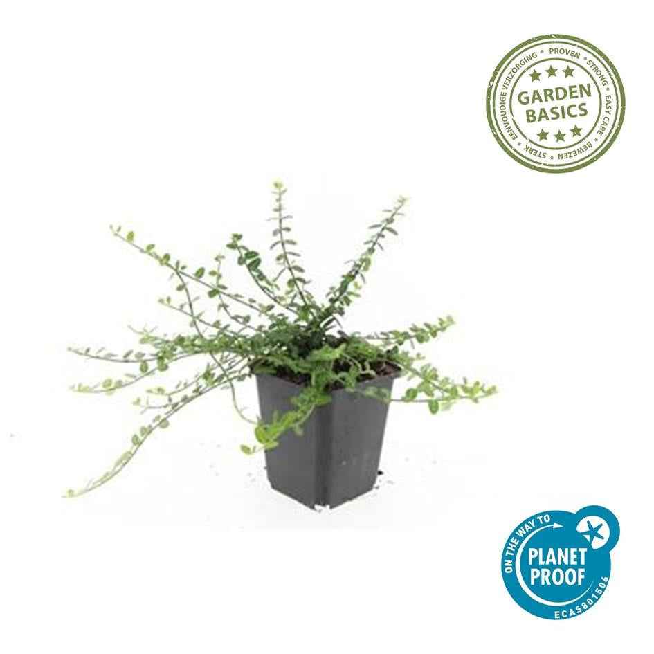 Image of Kleinblättrige Teppichspindel – Euonymus fortunei 'Minimus' – ↕10-25cm – Ø9cm – Winterhart & Pflegeleicht – Herbstfärbung