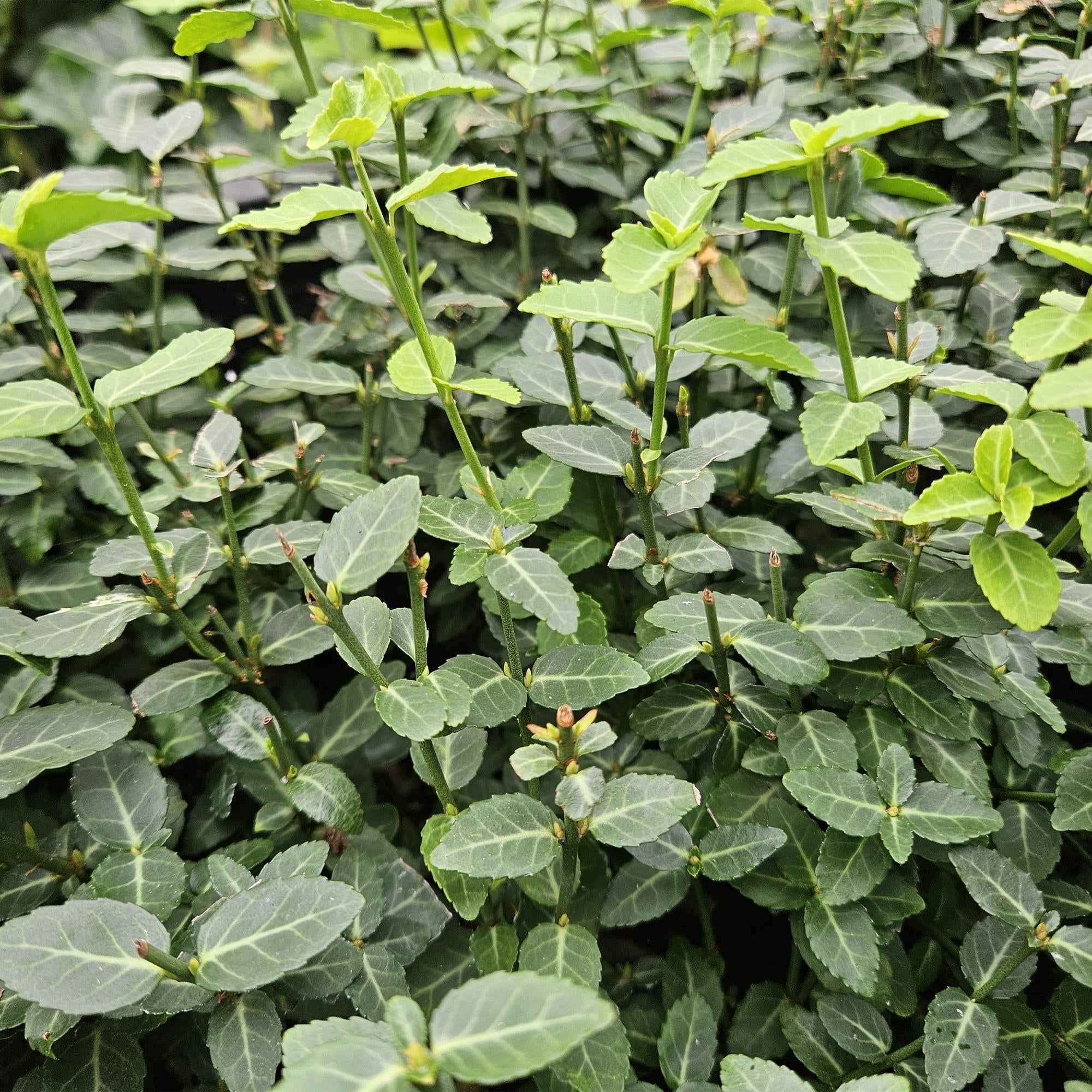 Image of Immergrüne Kriechspindel – Euonymus fortunei radicans – ↕10-25cm – Ø9cm – Pflegeleicht & Winterhart – Garten, Beete & Zäune-1