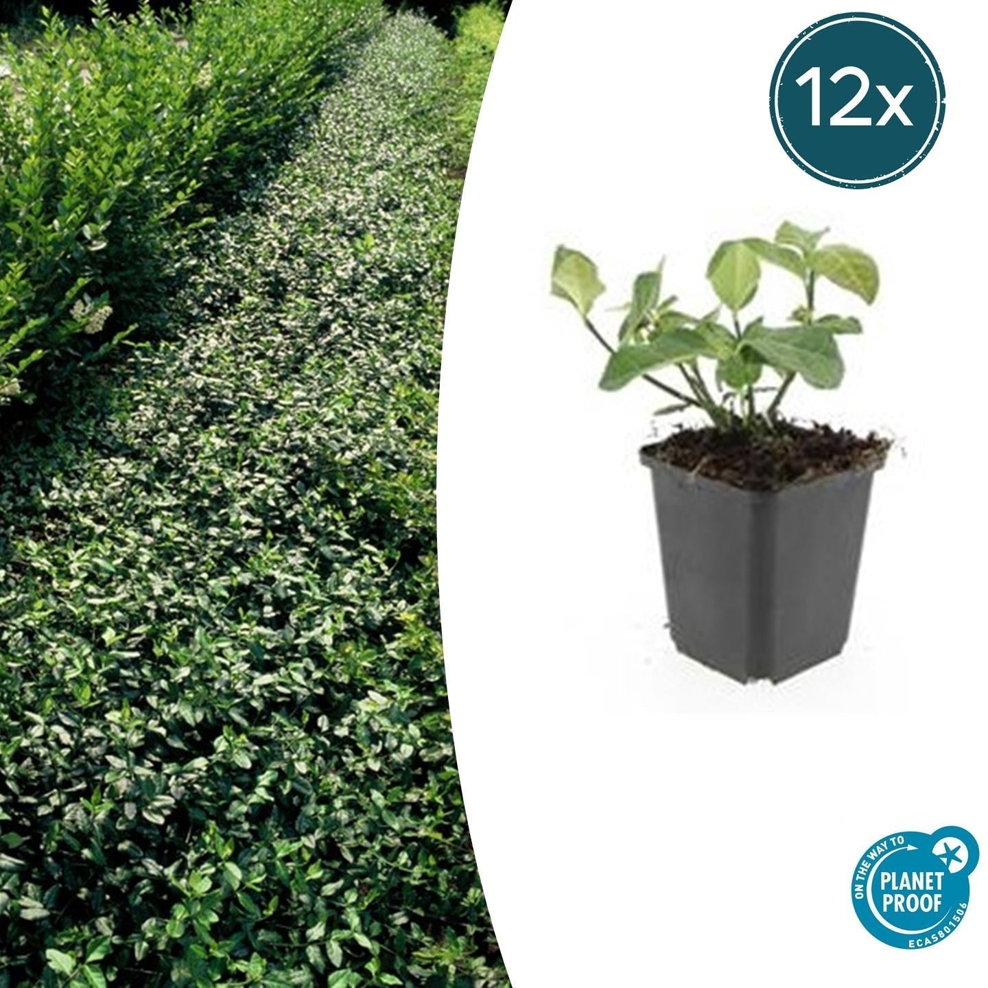 Image of Spindelstrauch – Euonymus fortunei 'Dart's Blanket' – ↕10-25cm – Ø9cm – Schattentolerant – Winterhart – Pflegeleicht-6