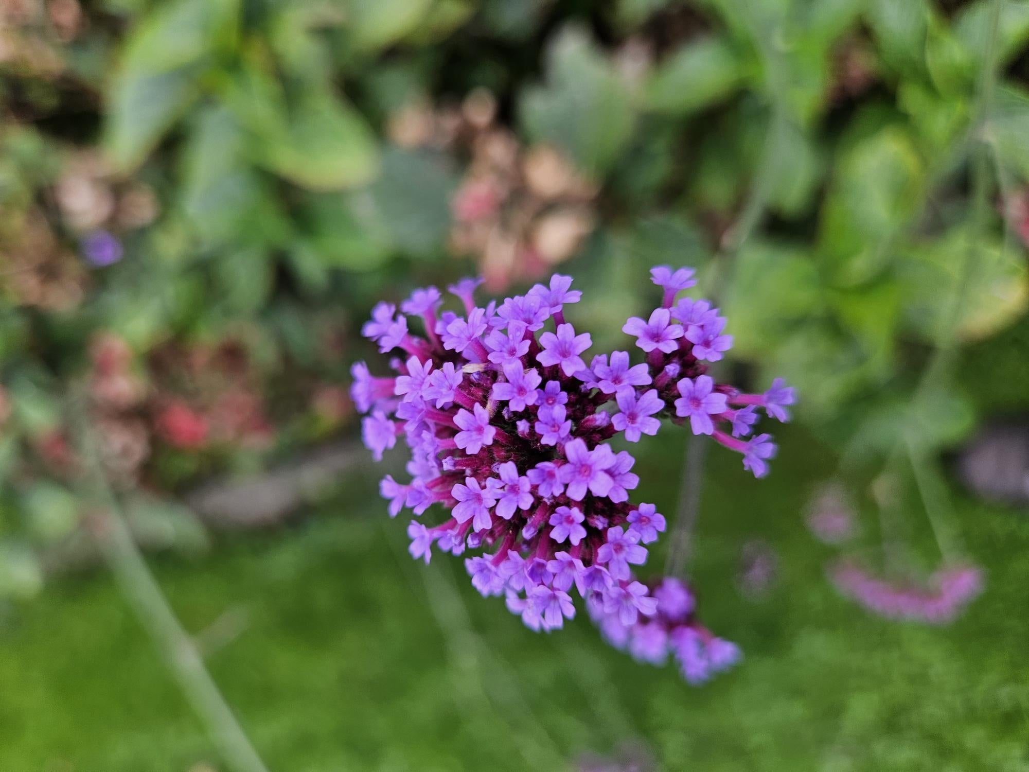 Image of Hohes Eisenkraut Verbena bonariensis 'Lollipop' – ↕10-25cm – Ø9cm – Lilafarbene Blüten – Langblühend – Pflegeleicht-5