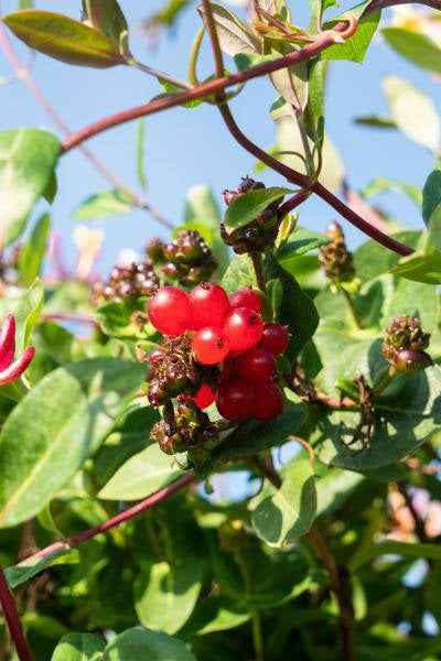 Image of Wald – Geißblatt – Lonicera periclymenum 'Serotina' – Ø15cm – ca. 65cm hoch – Duftende Kletterpflanze mit rosa-1