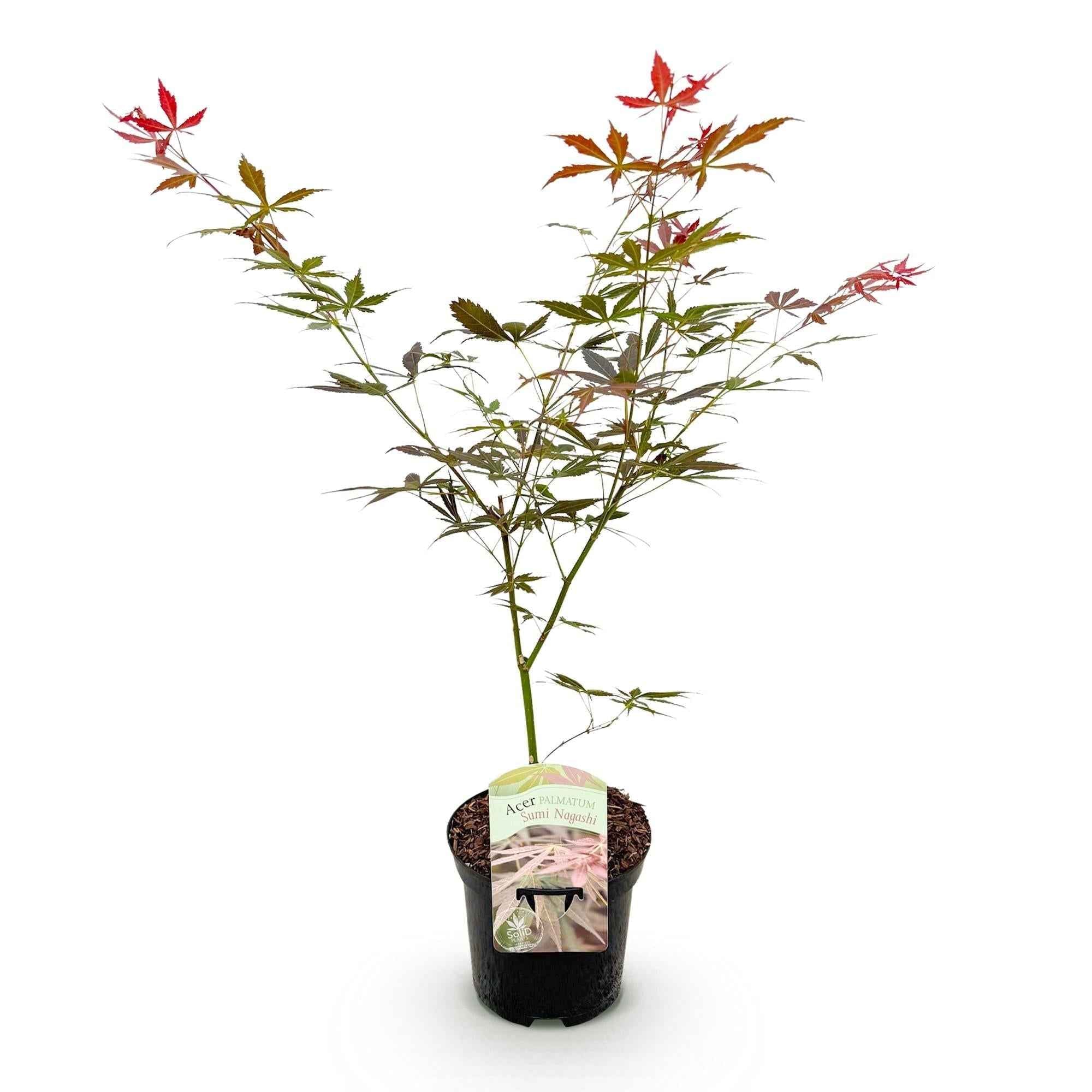 Image of Japanischer Ahorn Acer palmatum 'Sumi – nagashi' – Roter Zierahorn – Balkon – & Terrassenpflanze – Ø19cm – Ca. 70cm hoch-1