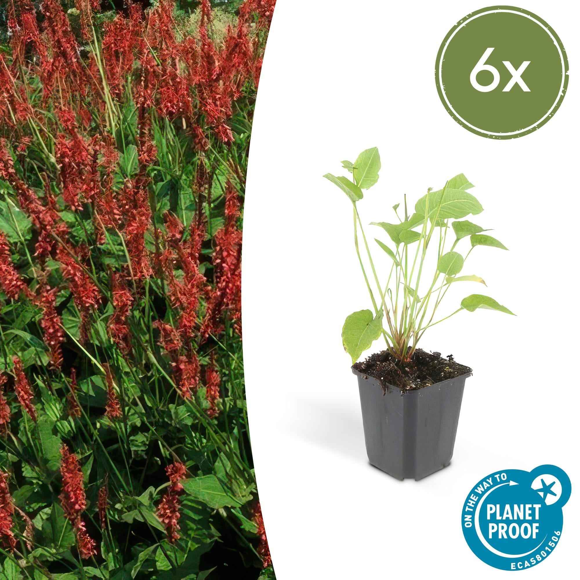 Image of Kerzenknöterich Persicaria amplexicaulis – ↕10-25cm – Ø9cm – Robuste Staude für Garten & Beete – Rote Blüten-2