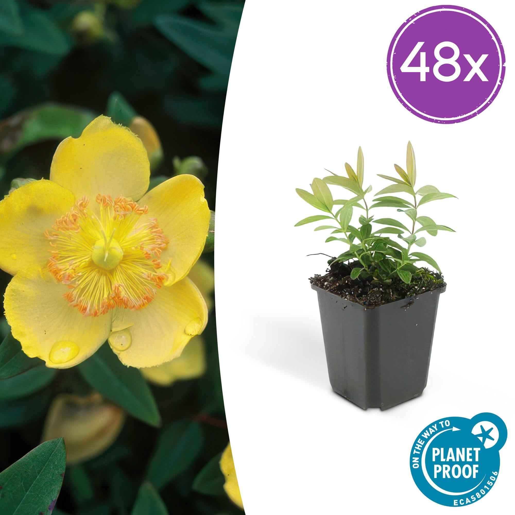 Image of Hypericum calycinum – Gelbblühender Bodendecker – ↕10-25cm – Ø9cm – Robuste & pflegeleichte Pflanze für Sonne-0