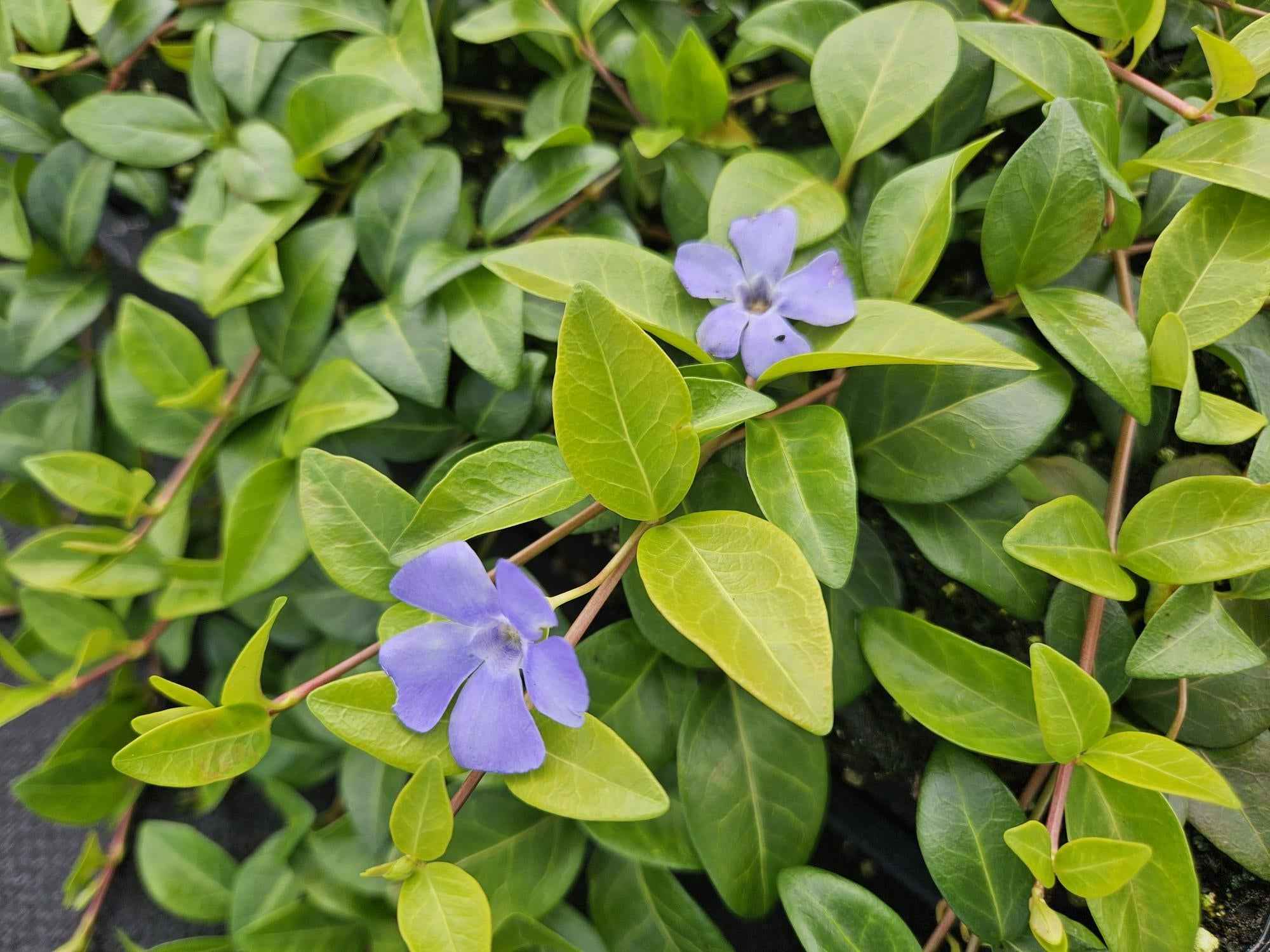 Image of Kleines Garten – Immergrün Vinca minor 'La Grave' – ↕10-25cm – Ø9cm
