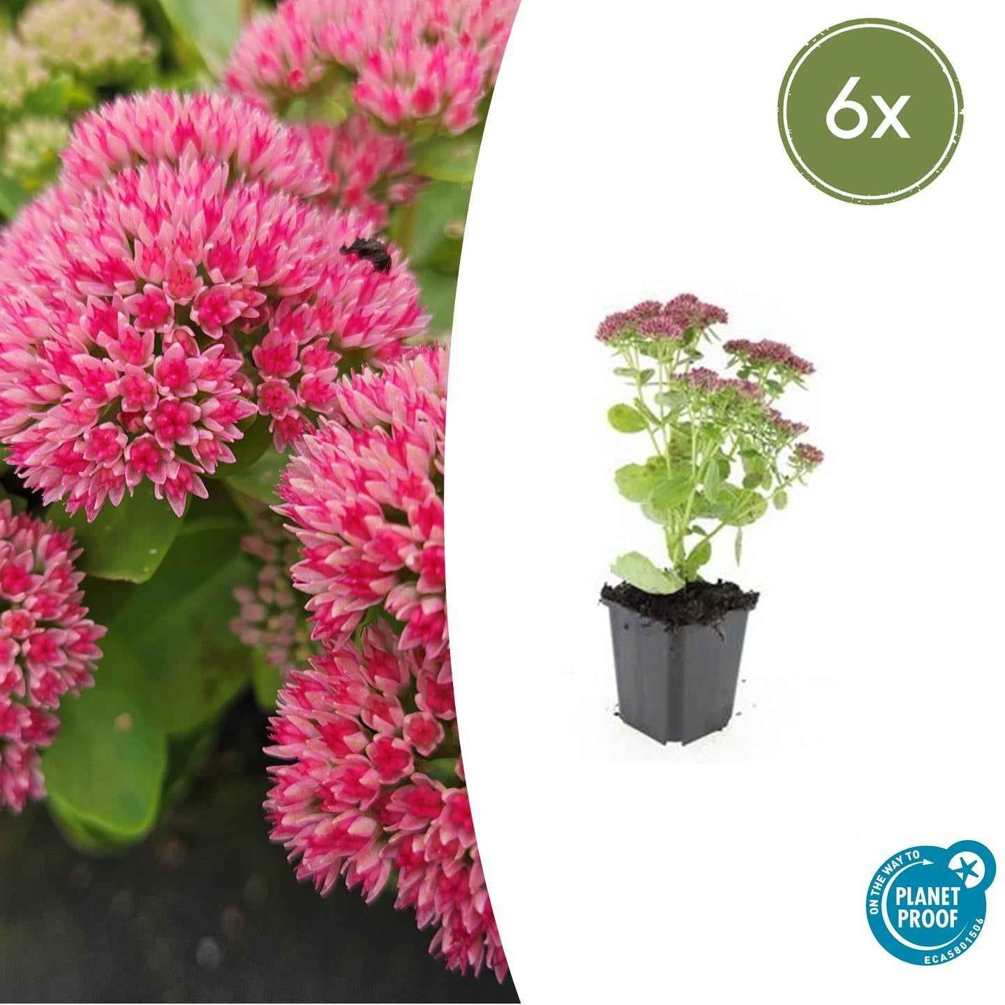 Image of Hohes-Fettblatt Sedum 'Herbstfreude' – ↕10-25cm – Ø9cm – Winterhart – Trockenheitstolerant – Bienenfreundlich – Spätsommerblüte-2