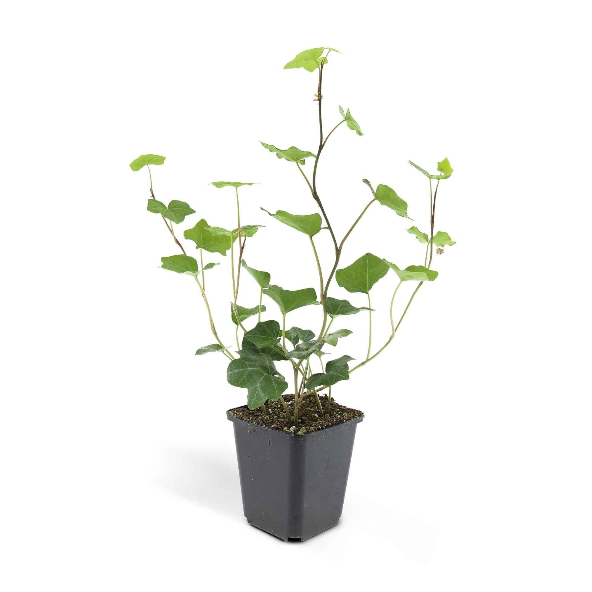Image of Hedera hibernica – Irischer Efeu – ↕10-25cm – Ø9cm – Immergrüner Kletter – & Bodendecker – Pflegeleicht & winterhart-3