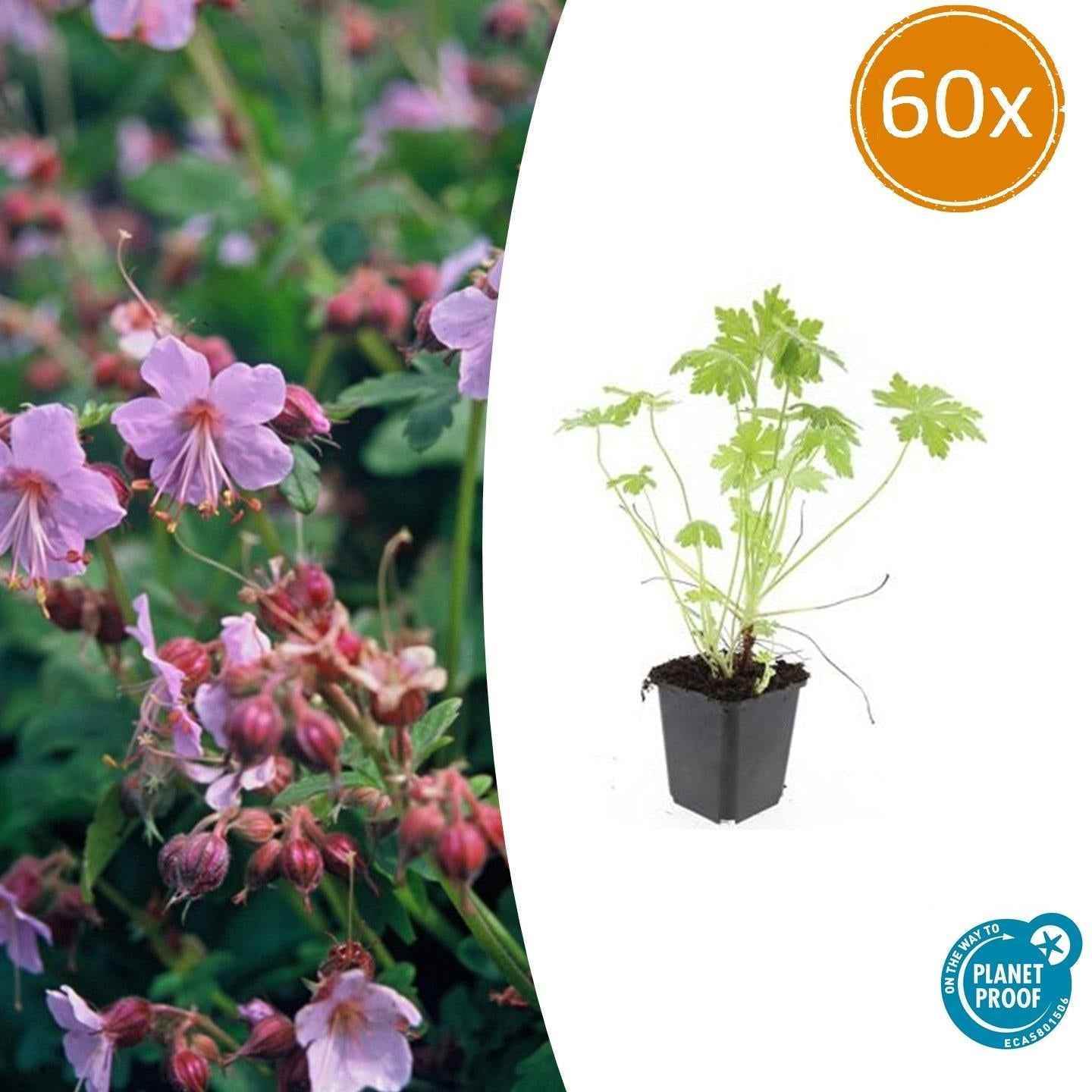 Image of Balkan – Storchschnabel – Geranium macrorrhizum – Winterhart – Duftende Blätter – Ø9cm ↕10-25cm
