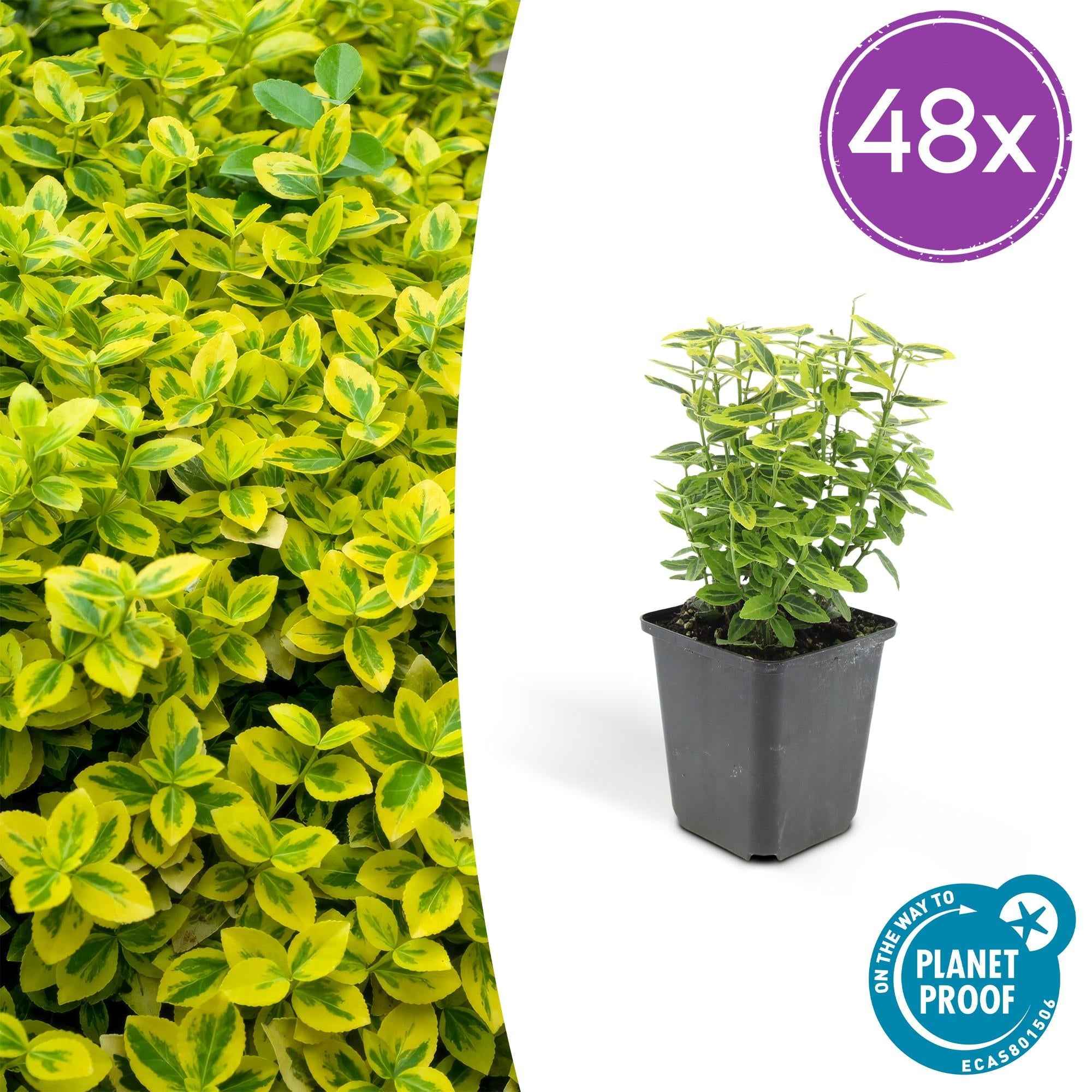 Image of Euonymus fortunei 'Emerald 'n Gold' – Immergrüner Strauch mit gelb – grünem Laub – ↕10-25cm – Ø9cm – Kompakt & pflegeleicht-0