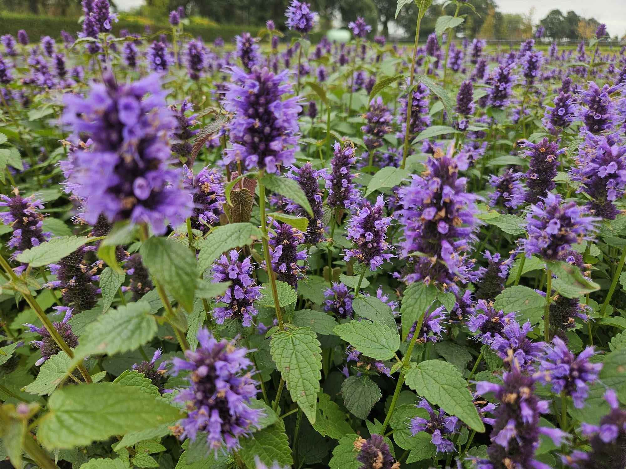 Image of Asiatische Duftnessel – Agastache 'Blue Fortune' – ↕10-25cm – Ø9cm – Lavendelblaue Blüten – Schmetterlings – & bienenfreundlich-1