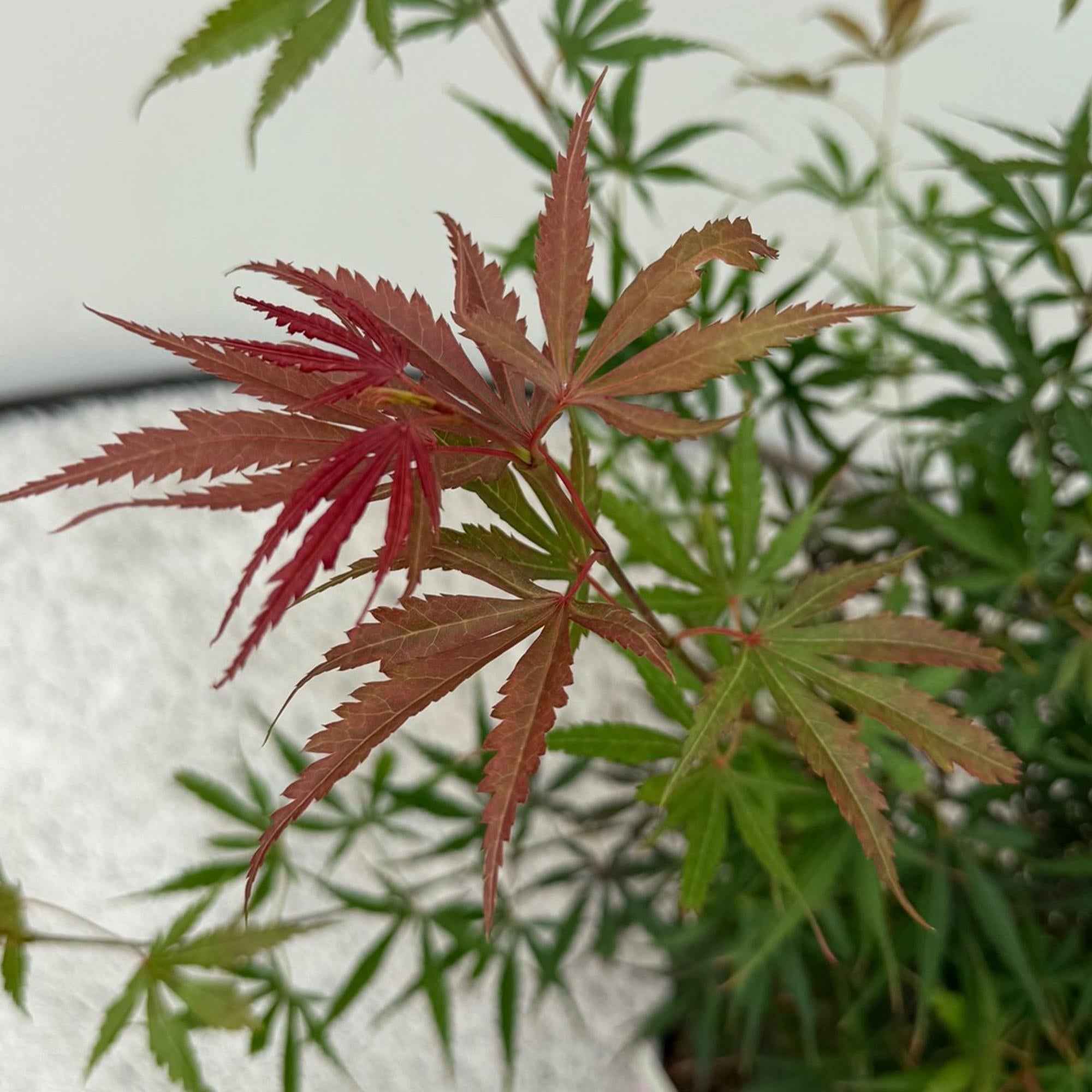 Image of Japanischer Ahorn Acer palmatum 'Jerre Schwartz' – Dunkelrot – Balkon – & Gartenpflanze – Ø19cm – Ca. 70cm hoch-3