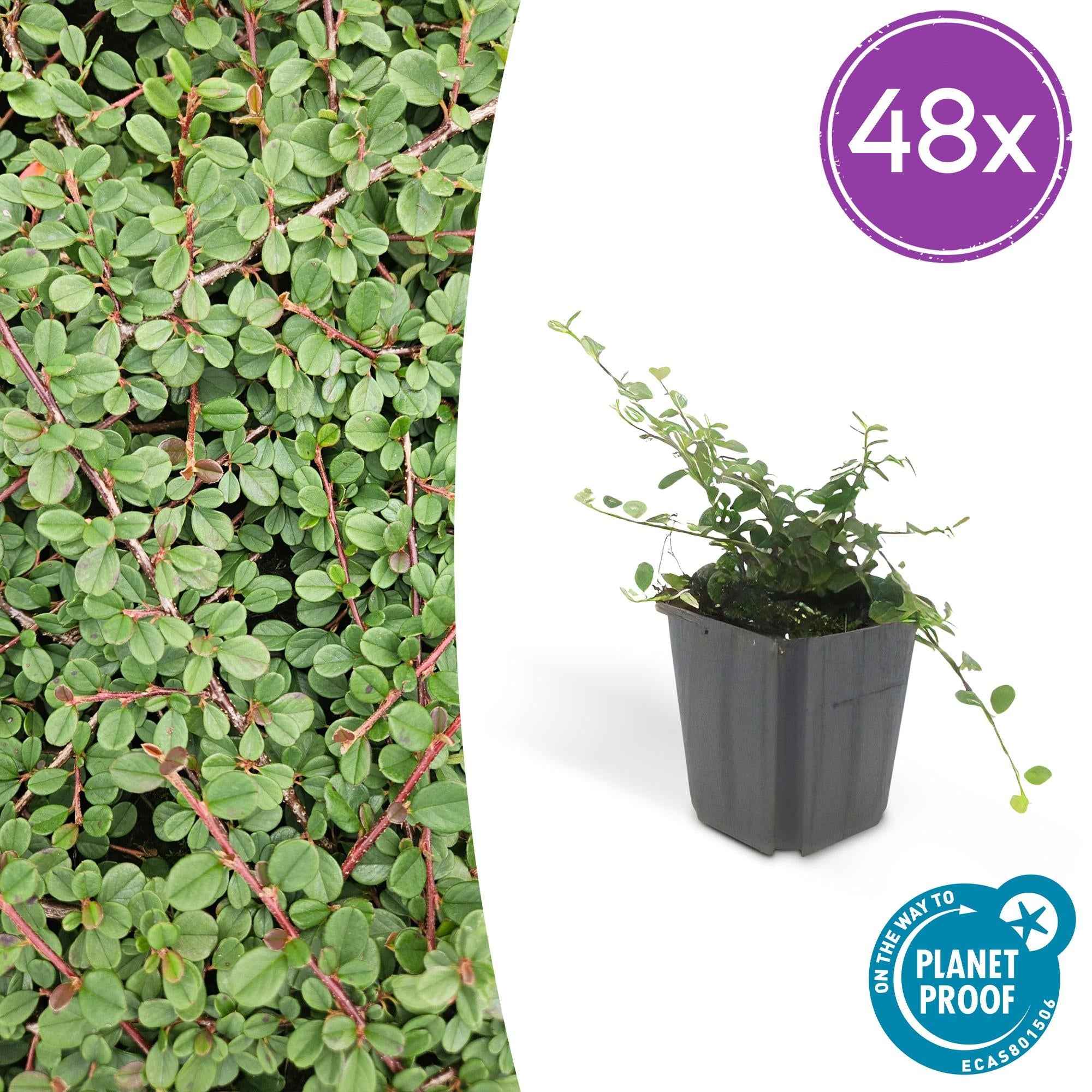 Image of Cotoneaster prostratus 'Queen of Carpets' – Flacher, winterharter Bodendecker – ↕10-25cm – Ø9cm – Weiße Blüten & Herbstbeeren