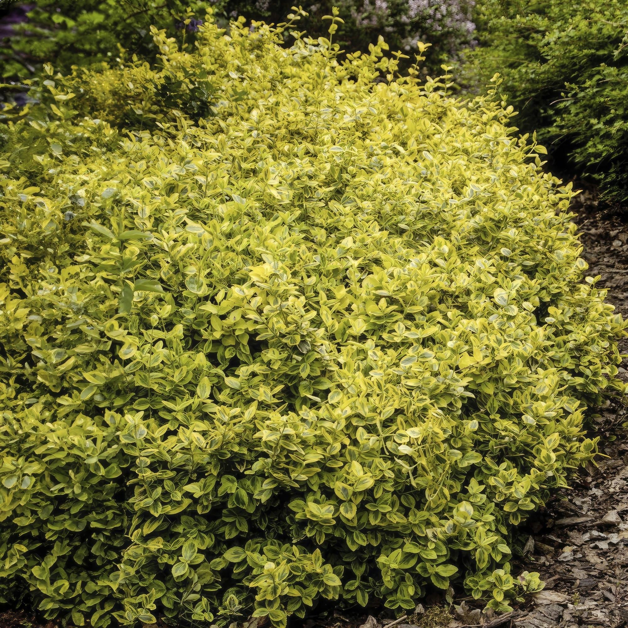 Image of Euonymus fortunei 'Emerald 'n Gold' – Immergrüner Strauch mit gelb – grünem Laub – ↕10-25cm – Ø9cm – Kompakt & pflegeleicht-5