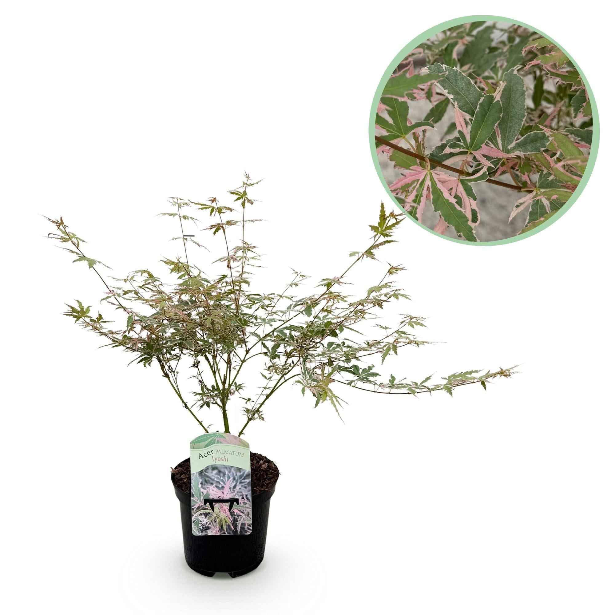 Image of Japanischer Ahorn Acer palmatum Iyoshi – Rosa Balkonpflanze – Ø19cm – Höhe ca. 70cm – Fein geschnittener Zierahorn für Beet & Balkon-1