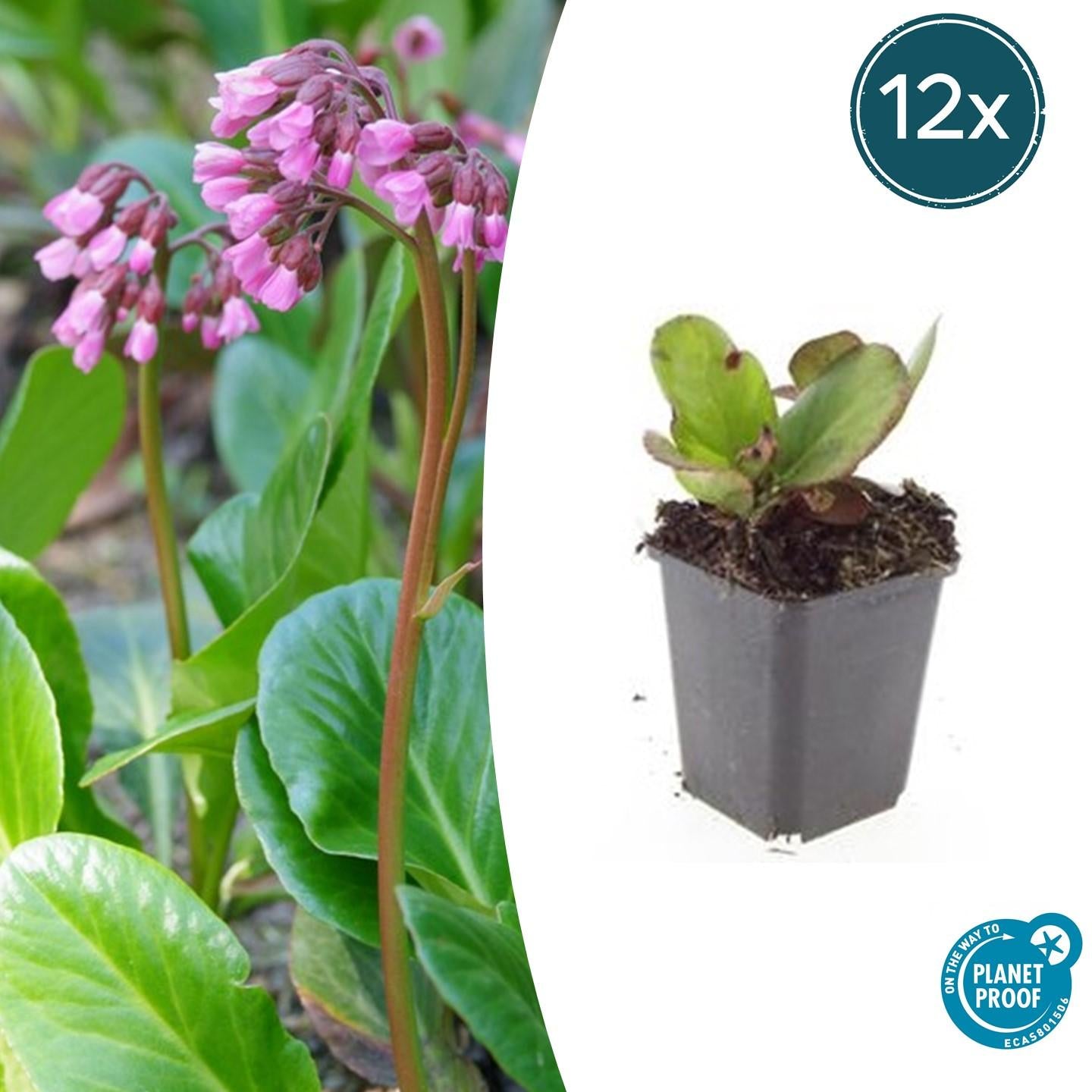 Image of Bergenie – Bergenia cordifolia 'Herbstblüte' – ↕10-25cm – Ø9cm – immergrün & winterhart-6