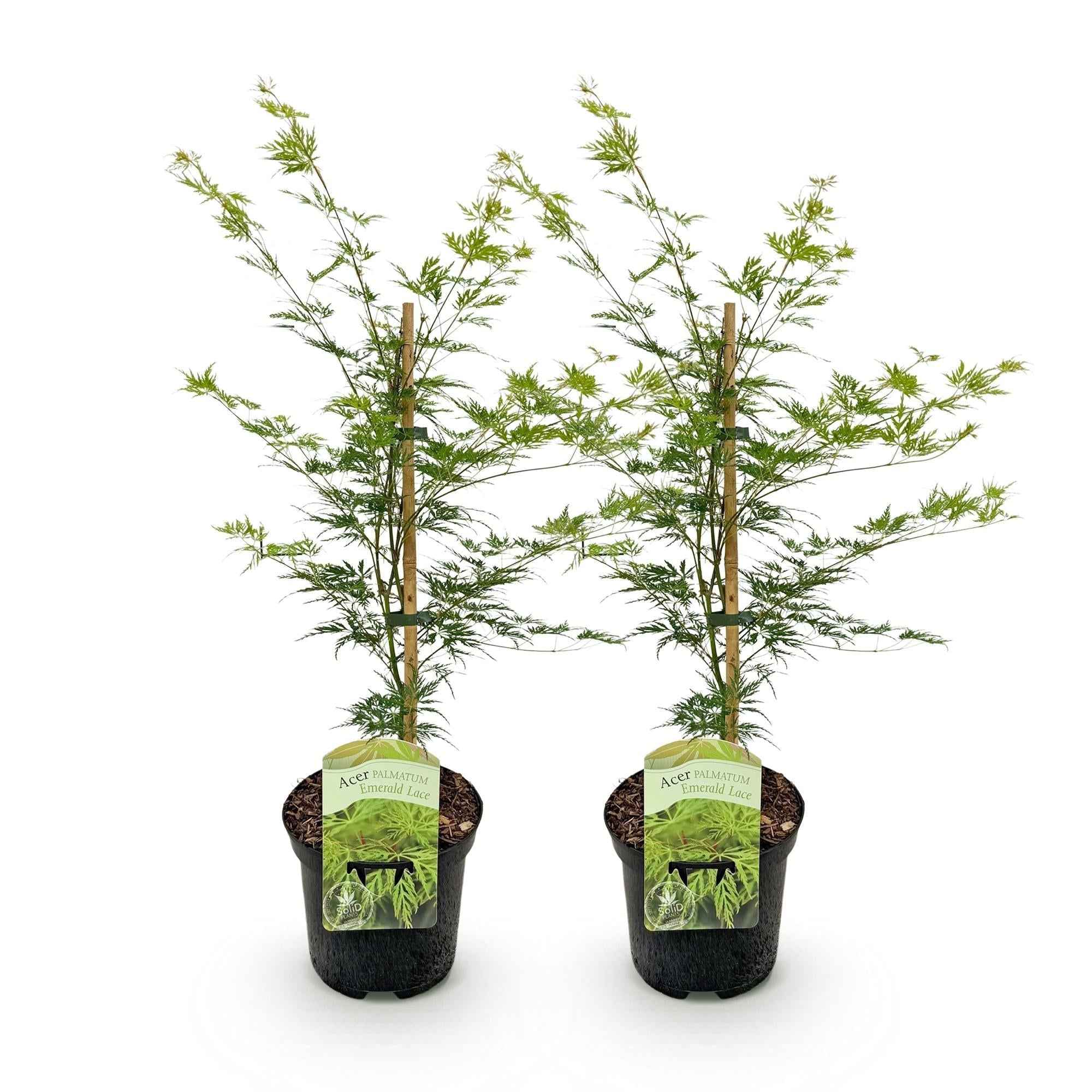 Image of Japanischer Ahorn – Acer palmatum 'Emerald Lace' – Balkonpflanze – ca. 70cm hoch – Topf Ø19cm – feingeschnittenes grünes Laub, herbstliche Gold-0