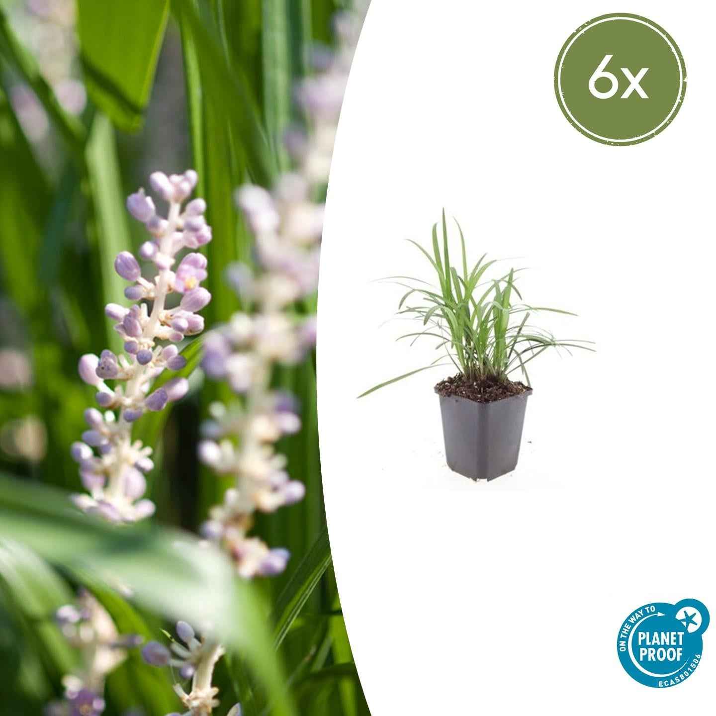 Image of Glöckchentraube Liriope muscari 'Monroe White' – ↕10-25cm – Ø9cm – Immergrün & winterhart – Bodendecker & Beetpflanze-2