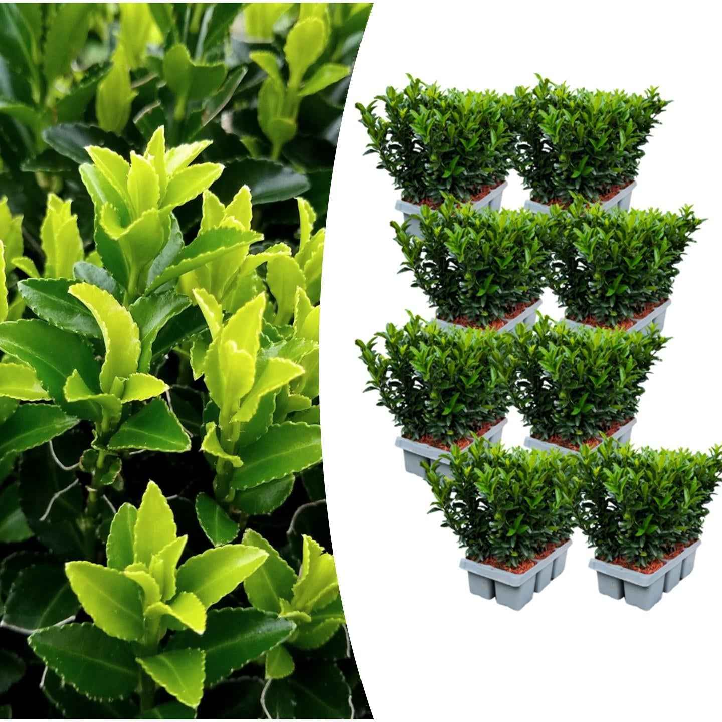 Image of Japanischer Spindelstrauch Euonymus 'Green Spire' – Ø7cm – ↕15cm – Aufrechter, winterharter Zierstrauch für Garten, Terrasse & Hecke