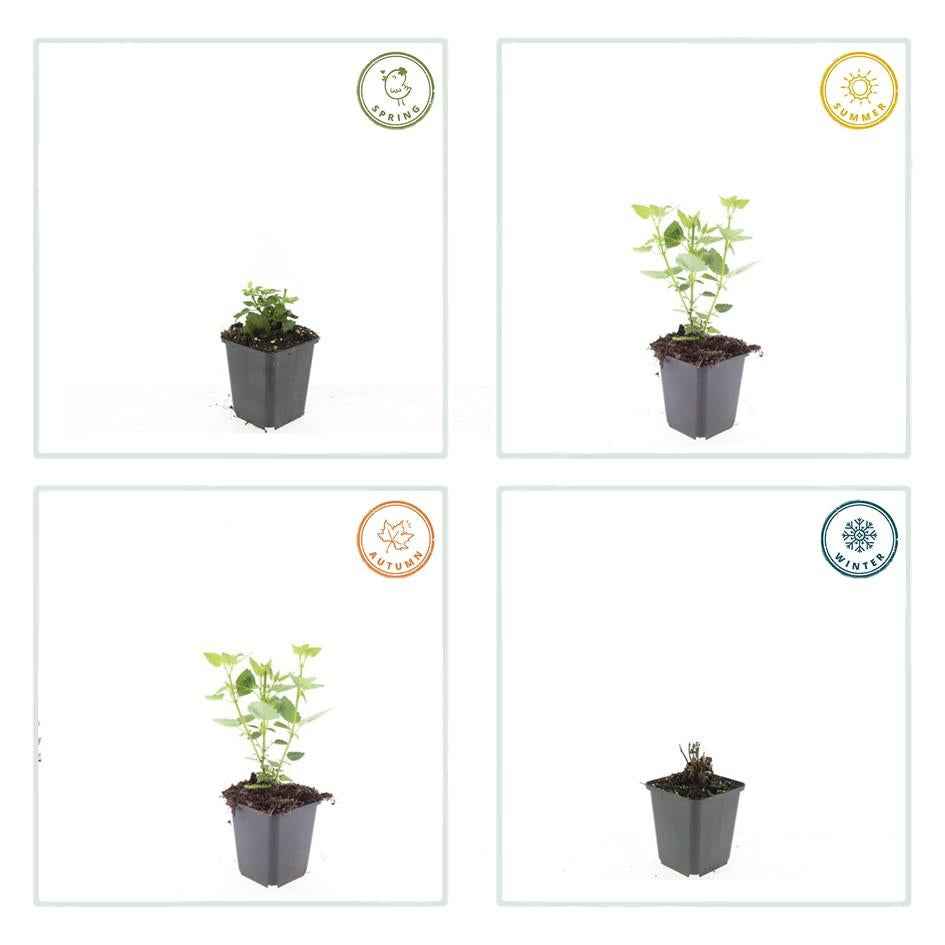 Image of Asiatische Duftnessel – Agastache 'Blue Fortune' – ↕10-25cm – Ø9cm – Lavendelblaue Blüten – Schmetterlings – & bienenfreundlich-4