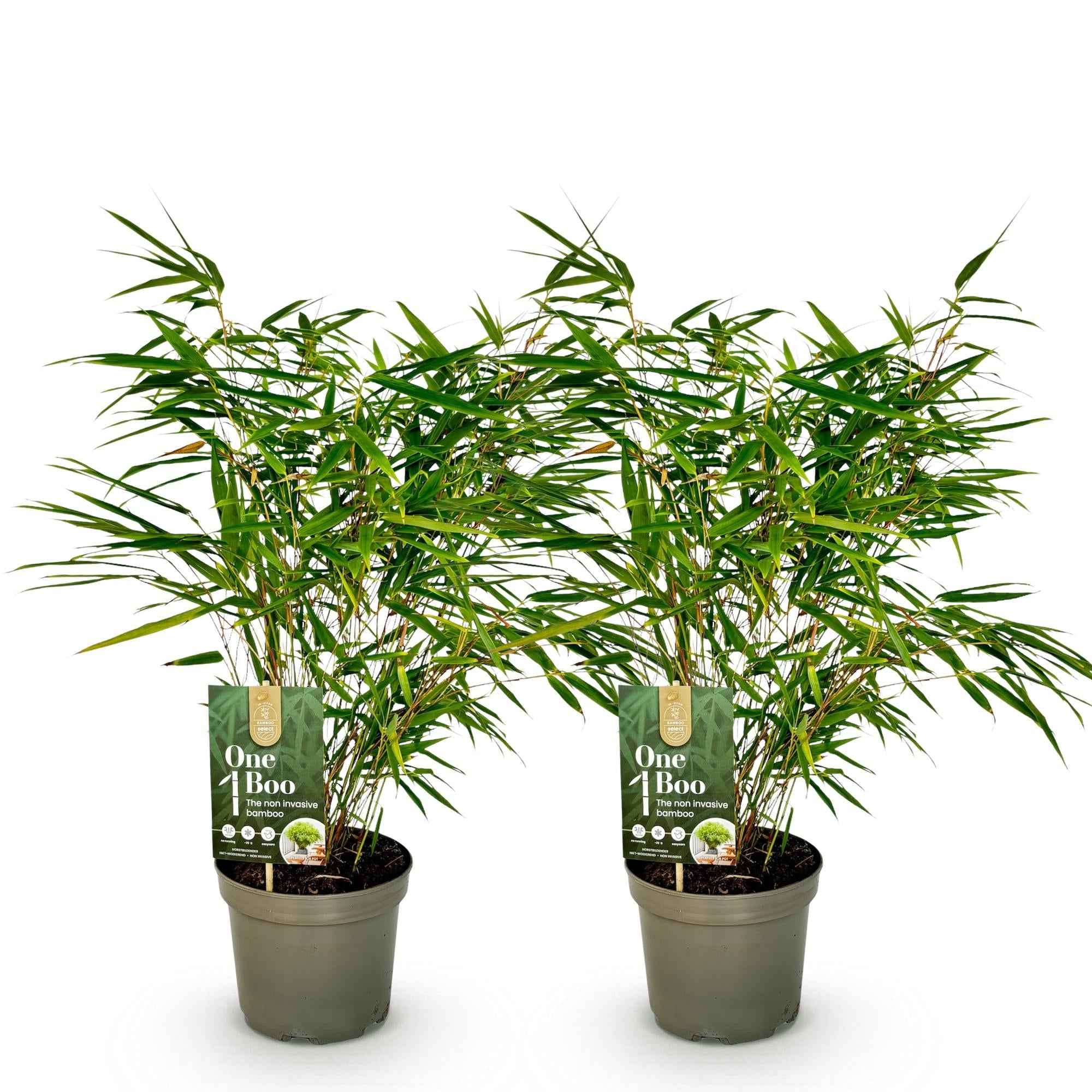 Image of Bambus Fargesia rufa – Immergrün – Nicht ausbreitend – Grüner Bambus für Hecke, Garten & Terrasse – Ø17cm Höhe ca. 60cm-3