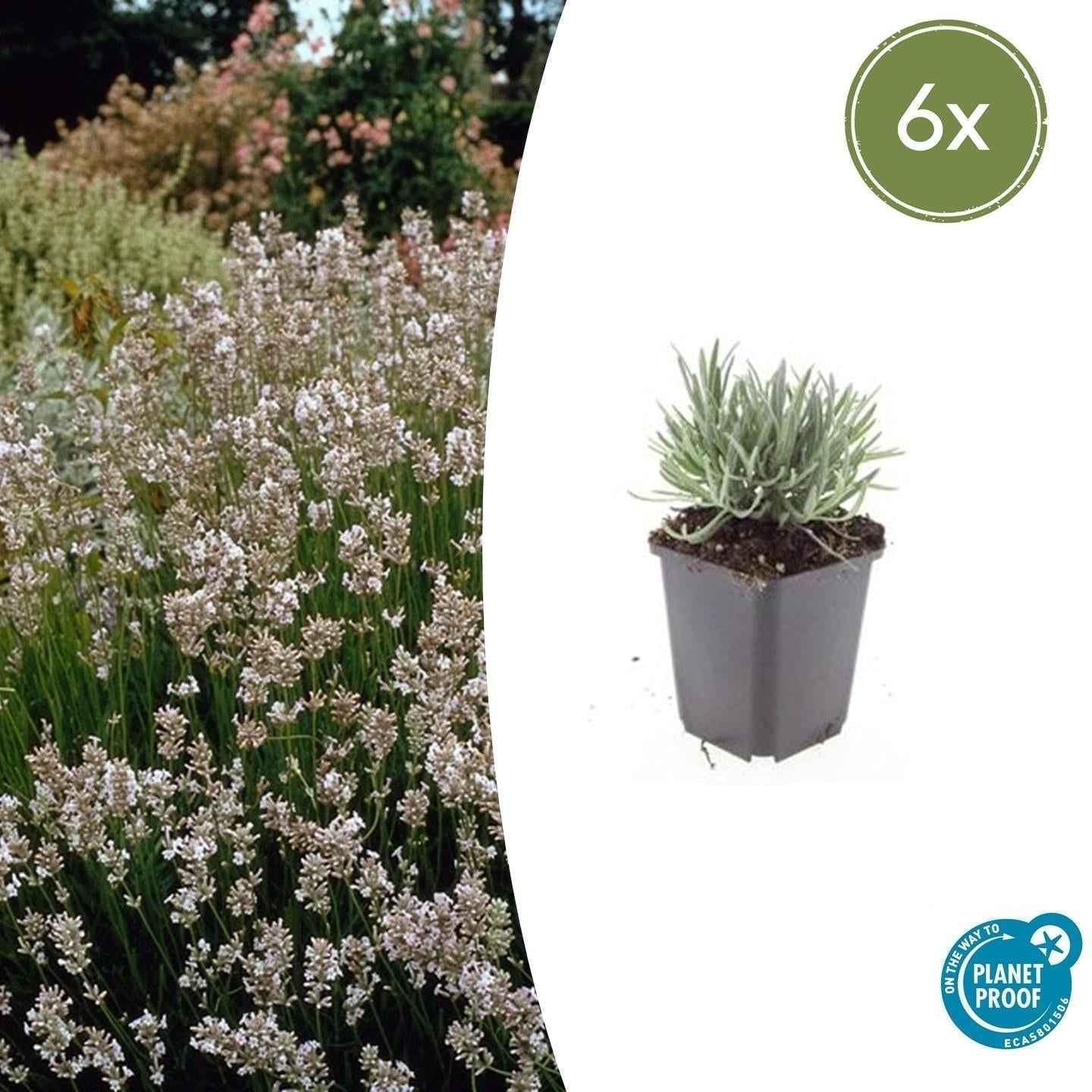 Image of Lavendel Lavandula int. 'Edelweiss' – ↕10-25cm – Ø9cm – Weiße Blüten, Bienen – & Schmetterlingsfreundlich, Winterhart-2