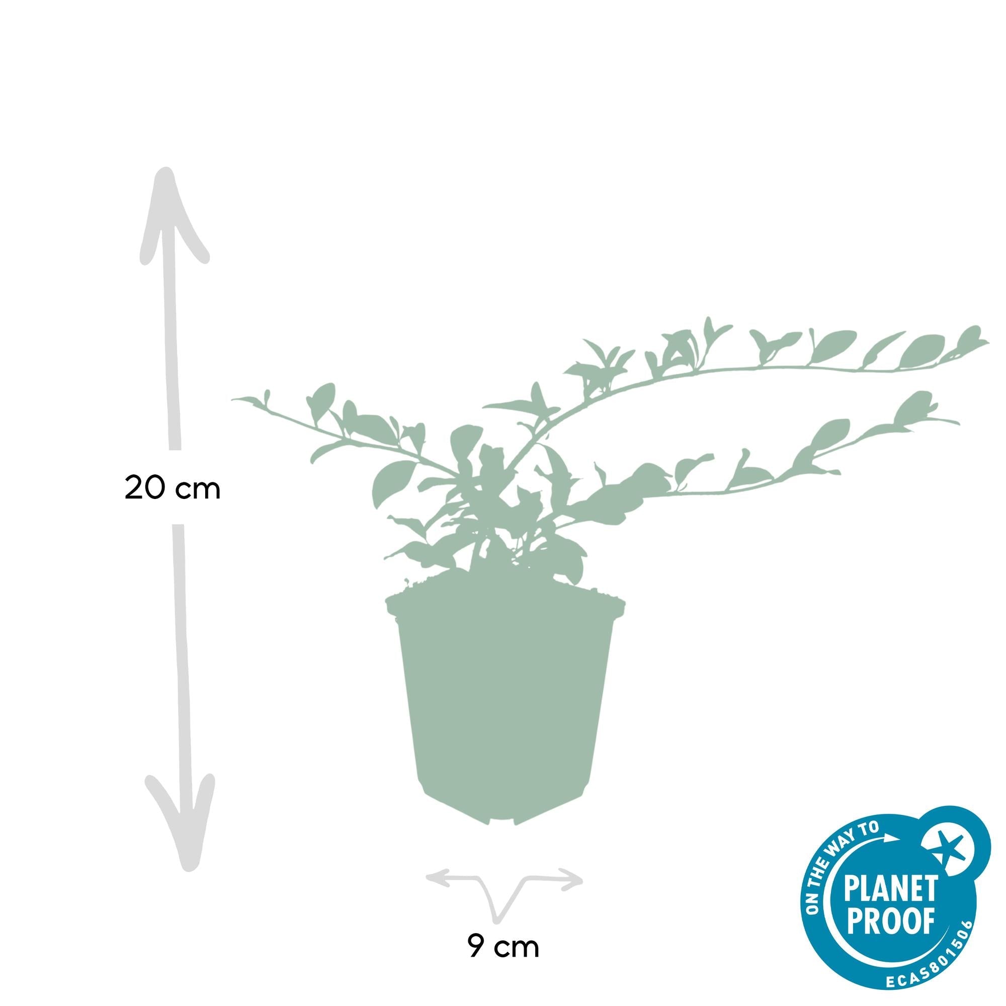 Image of Cotoneaster dammeri – Winterharter Bodendecker mit weißen Blüten & roten Beeren – ↕10-25cm – Ø9cm – Pflegeleicht & flächendeckend-3