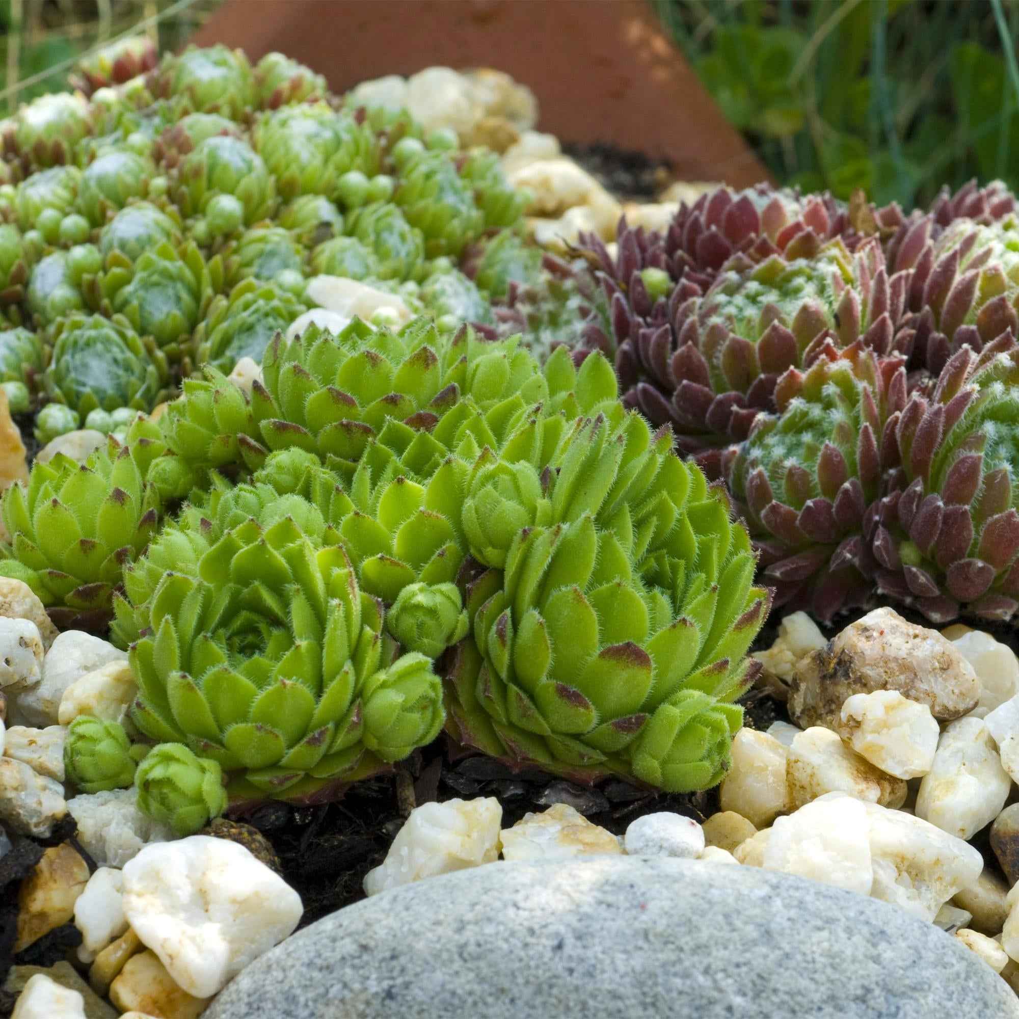 Image of Bodendecker Sempervivum Big Sam – Winterhart – Verschiedene Farben – Pflegeleichte Hauswurz für Beete, Steingärten, Balkon & Terrasse-3
